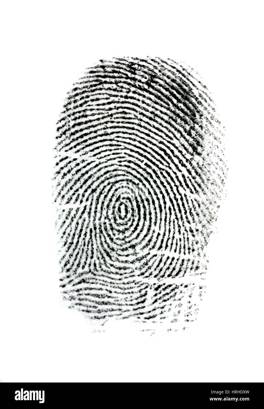Whorl fingerprint hi res stock photography and images Alamy