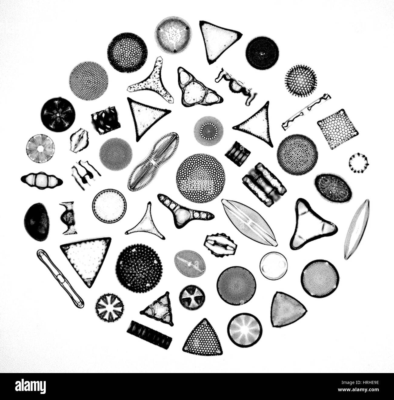 50 diatom species arranged Stock Photo