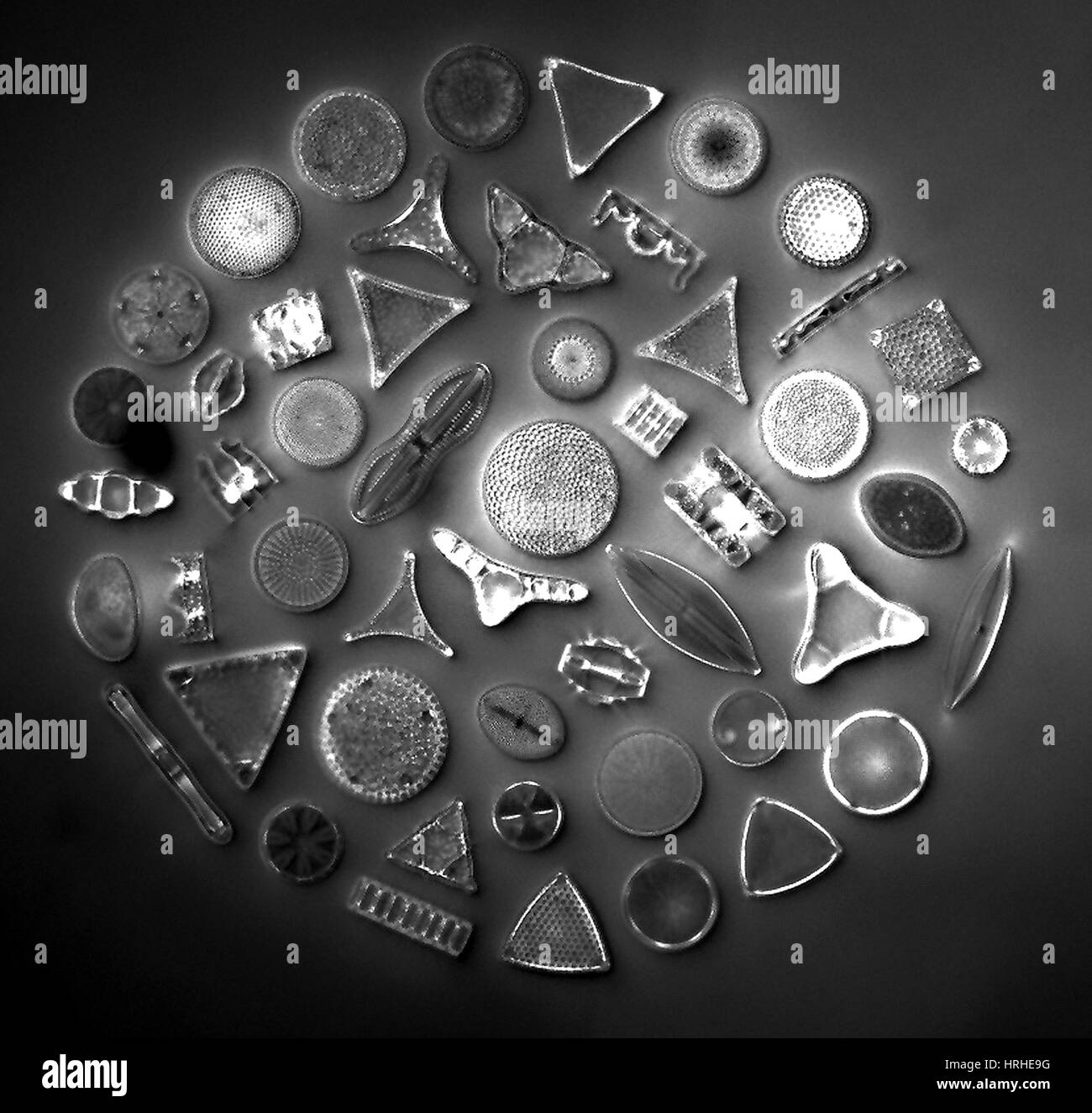 Planktonic diatoms Black and White Stock Photos & Images - Alamy
