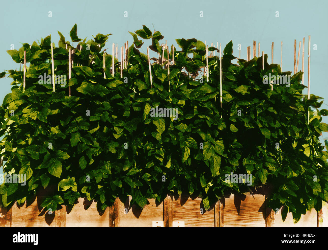 Photoperiodicity in Soybean Plants Stock Photo