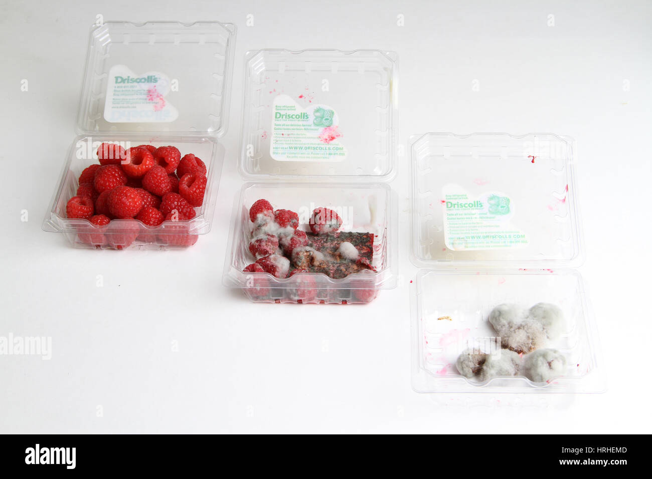 Raspberries Growing Mold Stock Photo Alamy