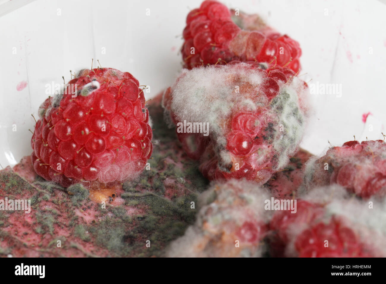 Moldy Raspberries Stock Photo Alamy