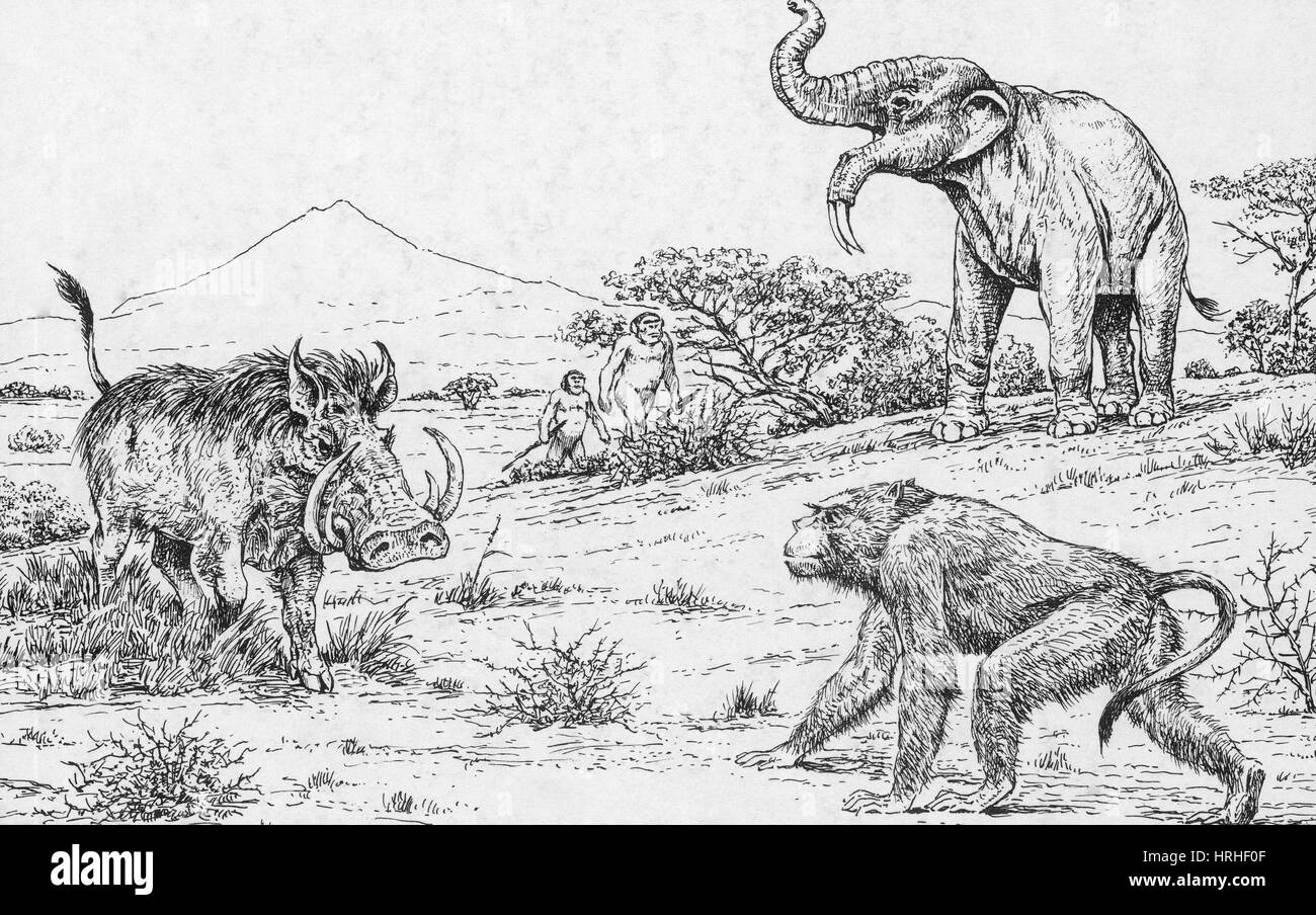 Extinct animals drawing hires stock photography and images  Alamy