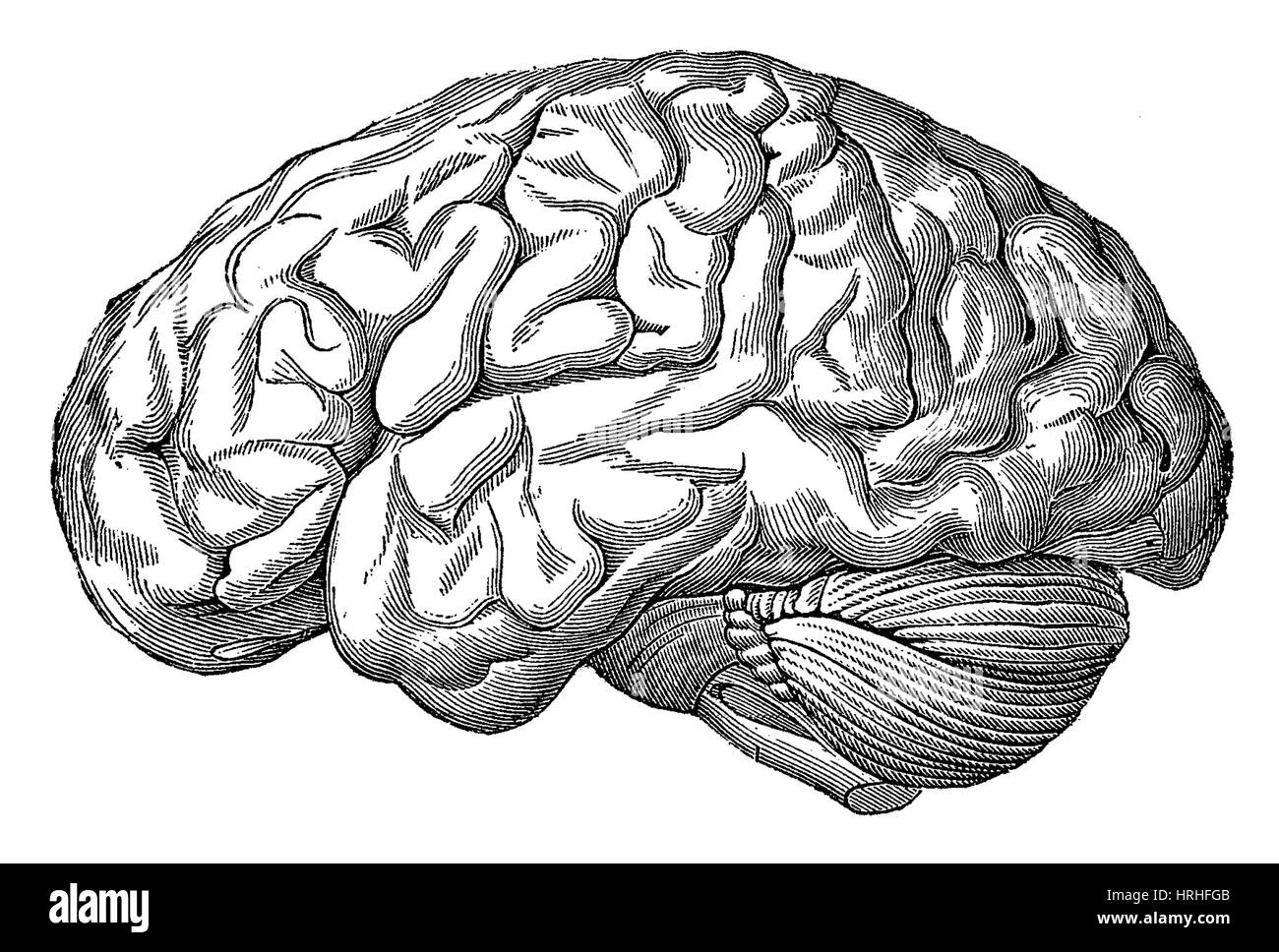 Central nervous system brain Black and White Stock Photos & Images - Alamy