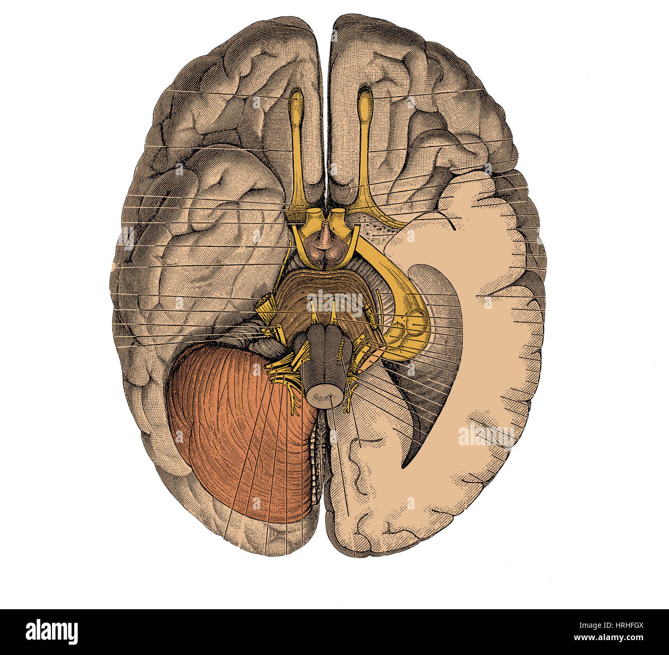 Human brain olfactory nerve hi-res stock photography and images - Alamy