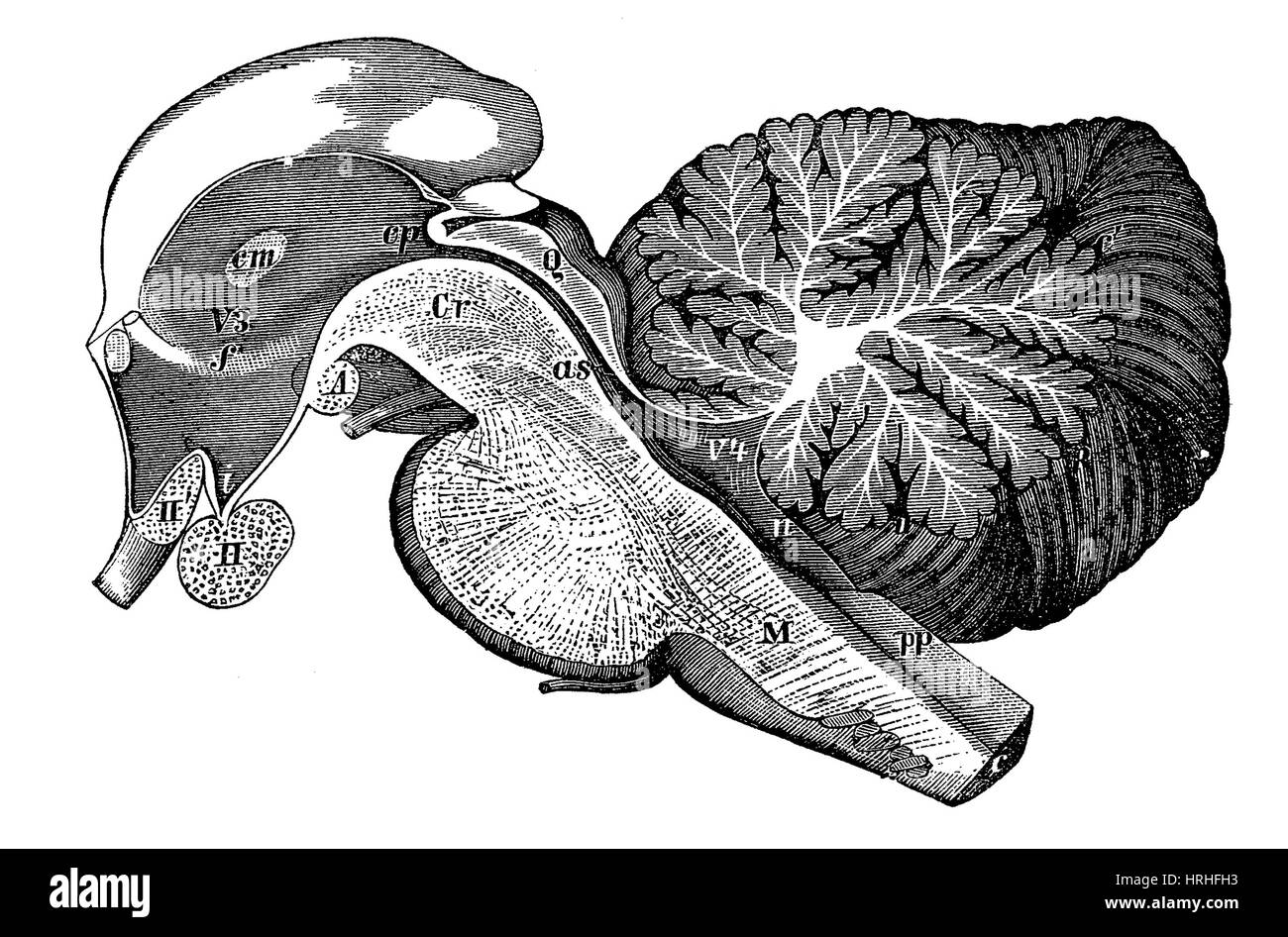 Third and Fourth Ventricles of the Brain Stock Photo