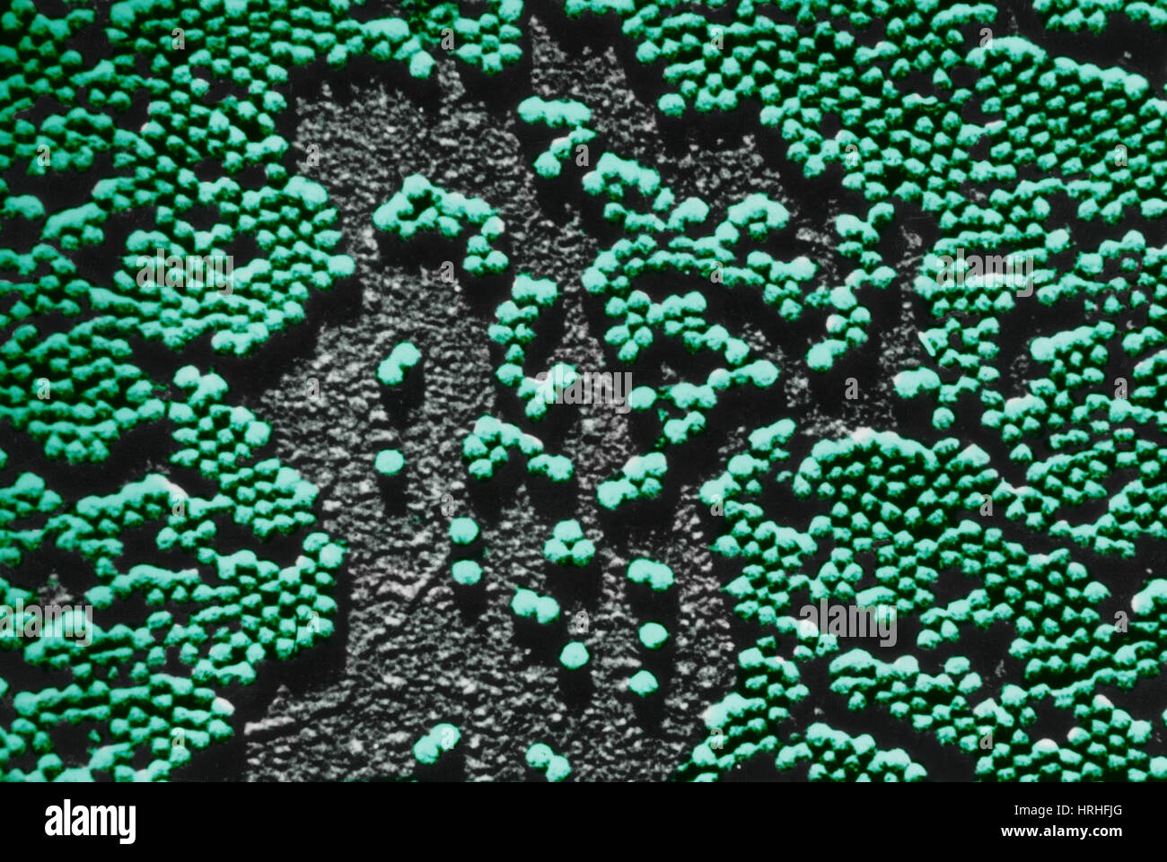 Polio Virus, TEM Stock Photo