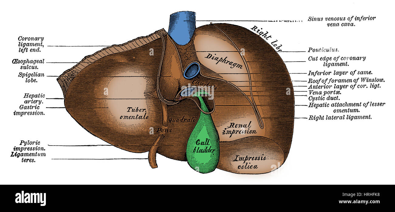 Undersurface Of Liver Stock Photo Alamy