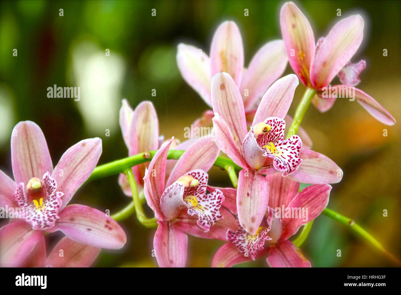 Desert Cactus, Rosewood Flowers, Pink Flowers Stock Photo