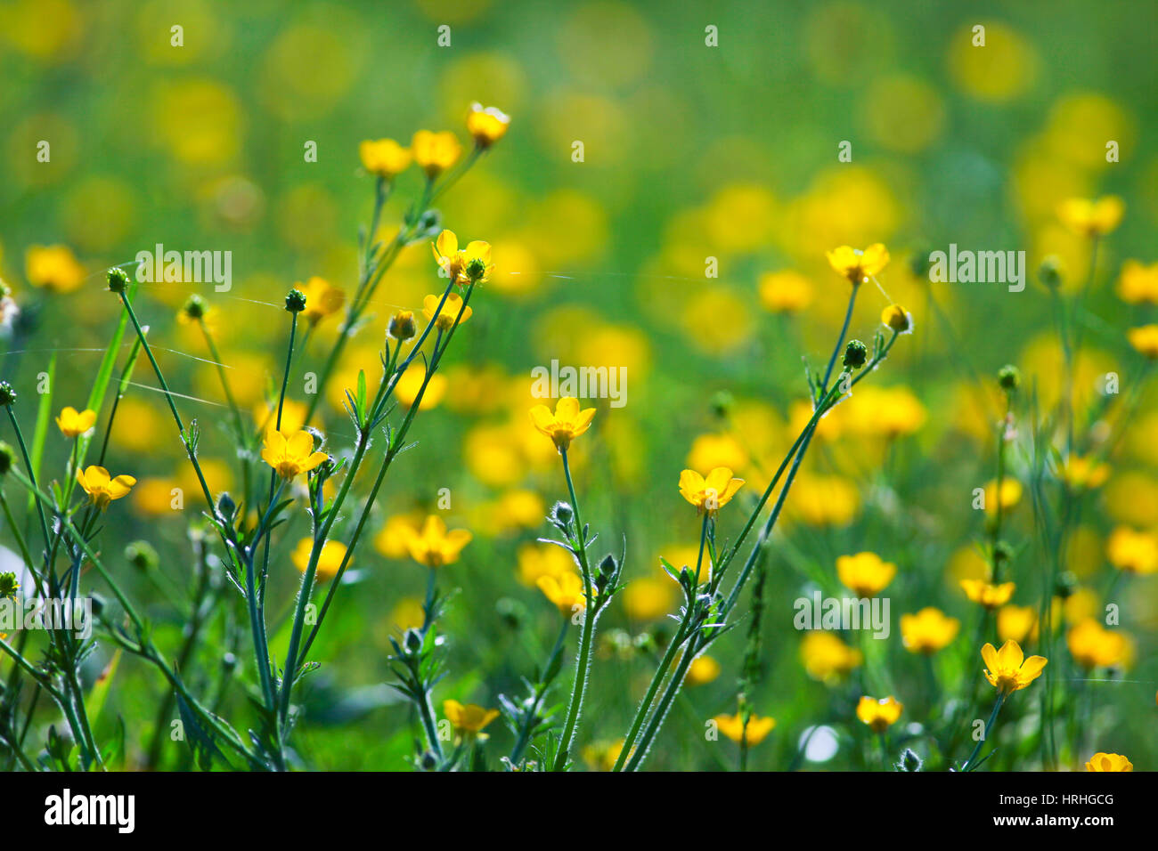 Common Buttercup (Ranunculus acris) flowers in a Tennessee during