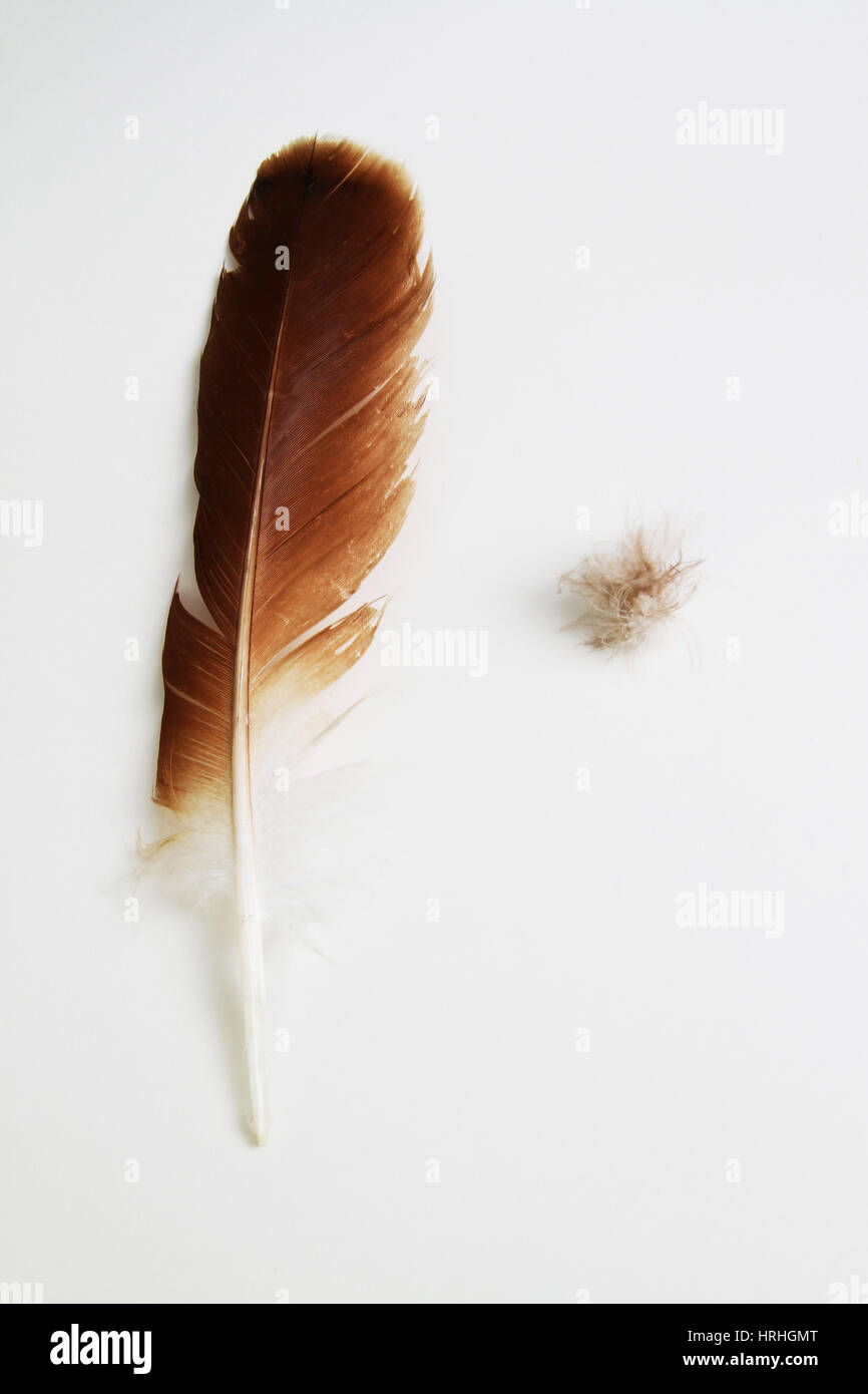 Bird blood feather hires stock photography and images Alamy