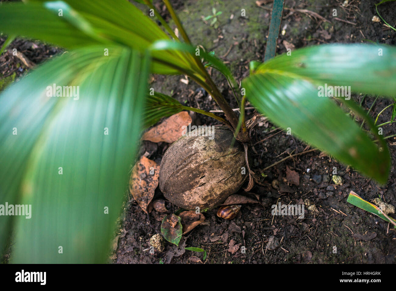 Young coconut palm tree sprout hires stock photography and images Alamy