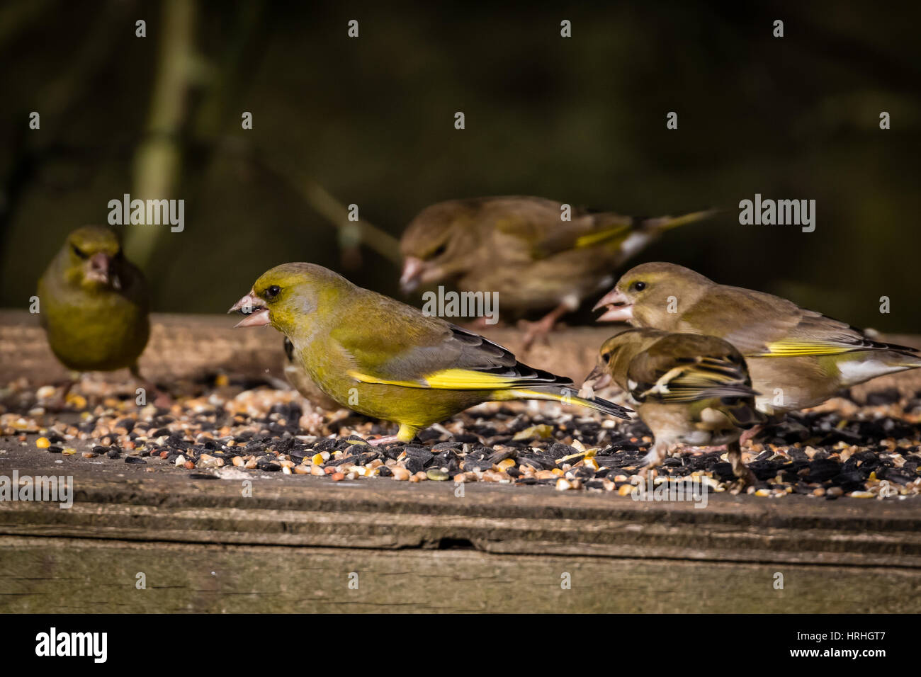 Finches on the bird feeder Stock Photo
