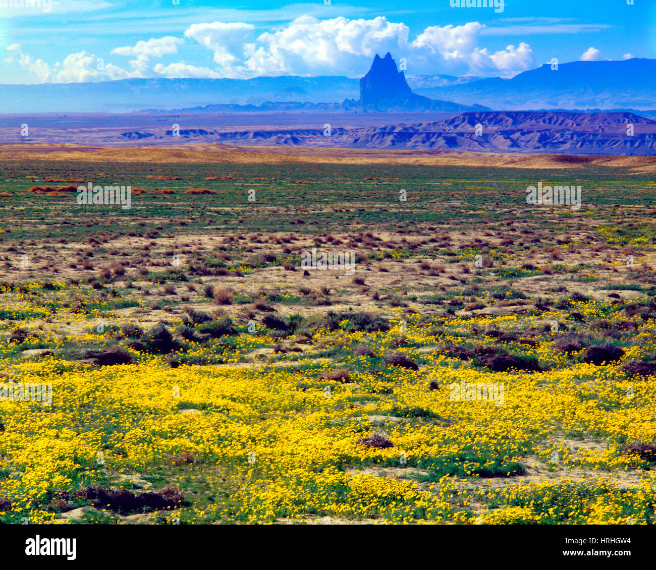 Autumn sunflowers at Shiprock, Navajo Reservation, New Mexico, Giant