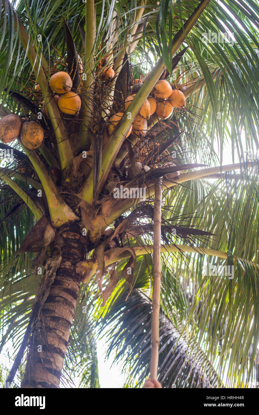 Falling Coconut Stock Photo 134996311 Alamy falling-coconut-stock-photo-134996311-alamy