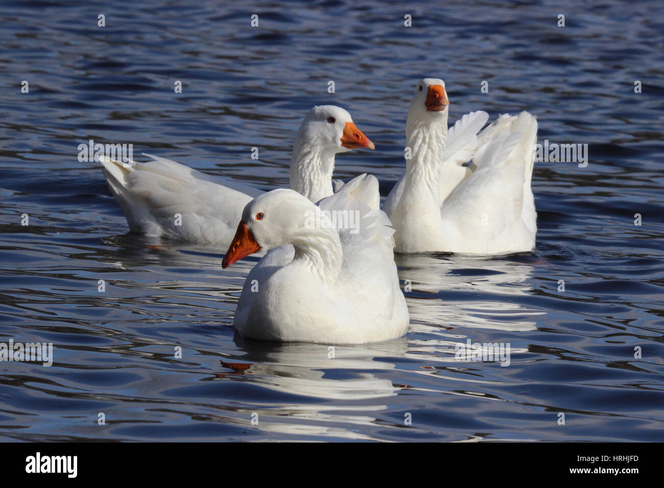 Three white geese swimming on a pond Stock Photo Alamy