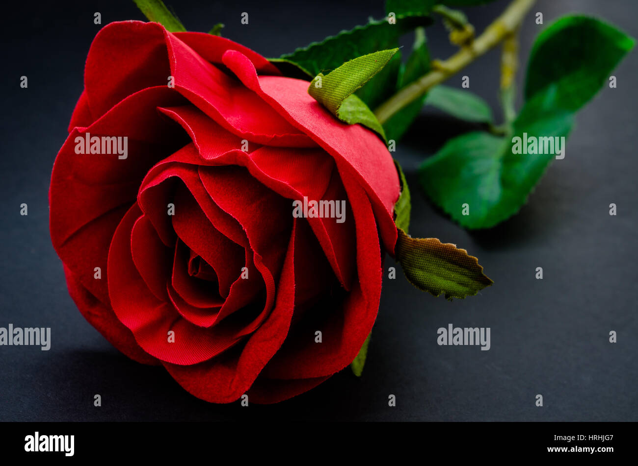 Red rose on black background Stock Photo Alamy
