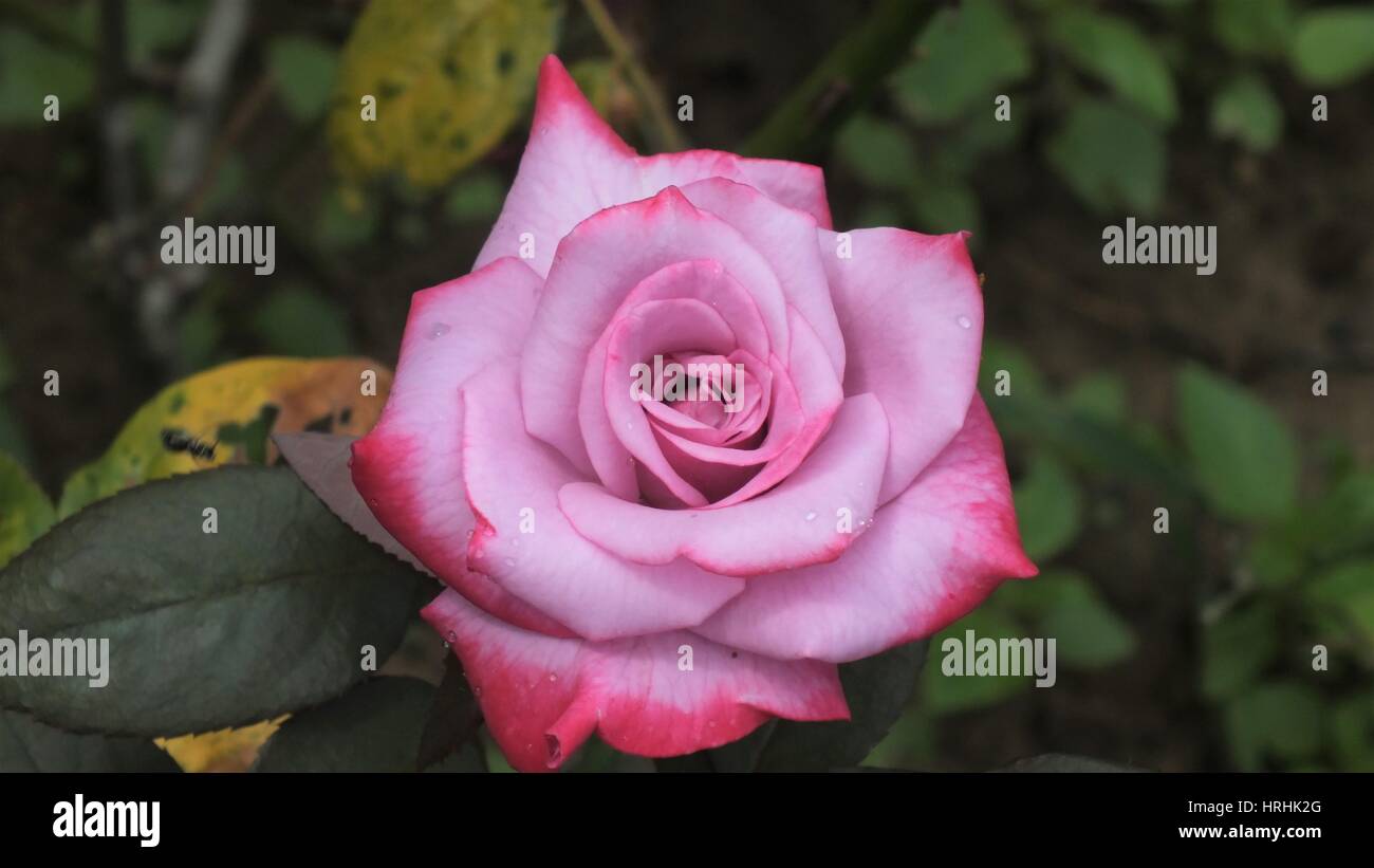 Pink rose with green leaf Stock Photo