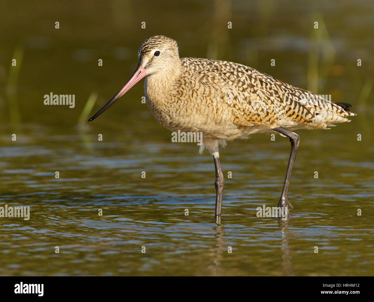 Shallow blue hi-res stock photography and images - Alamy