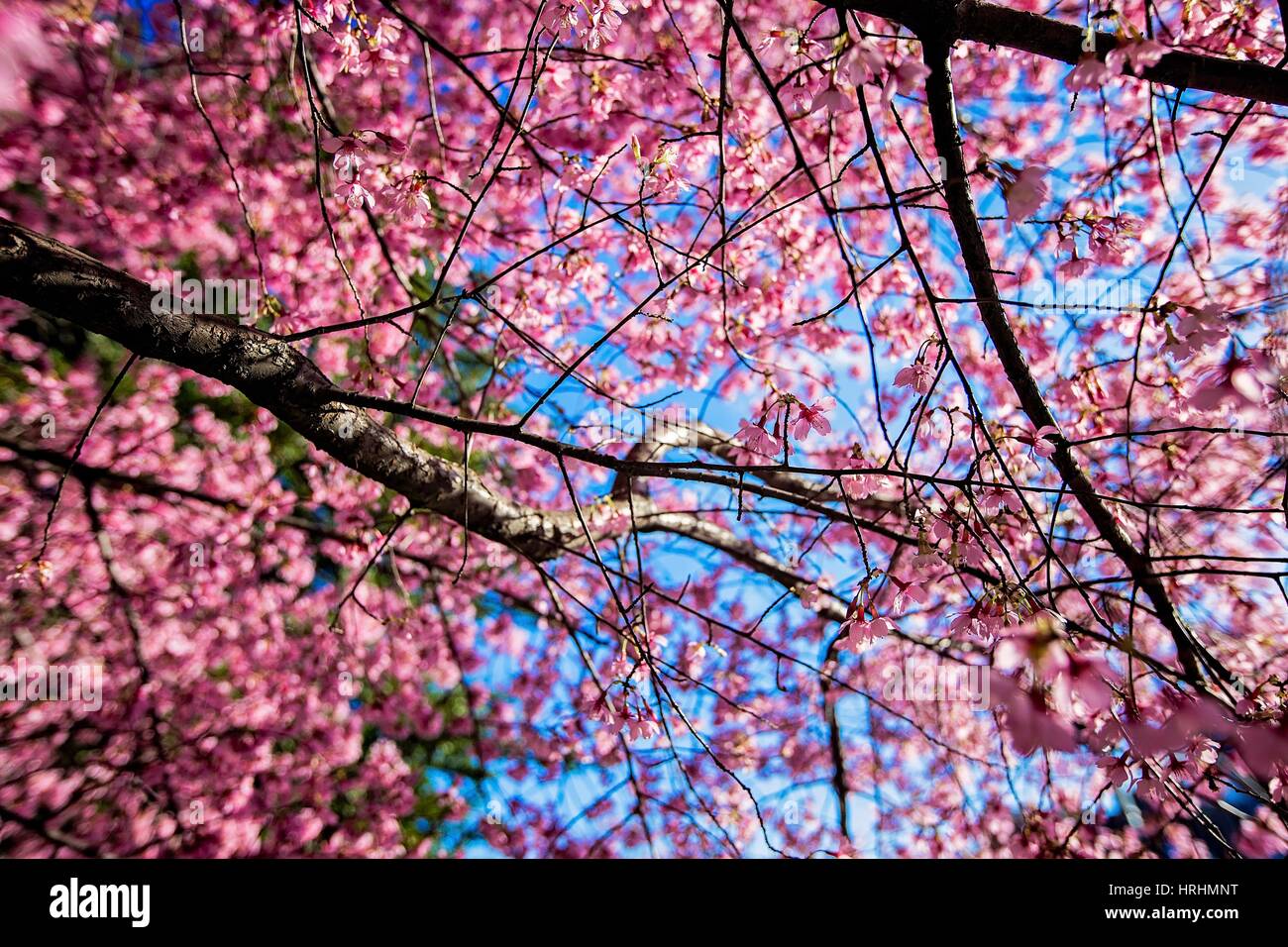 Cherry Blossoms in Van Ness, Washington, D.C. The famous spring blossoms which can be found all over the city have arrived earlier than expected this year. Stock Photo