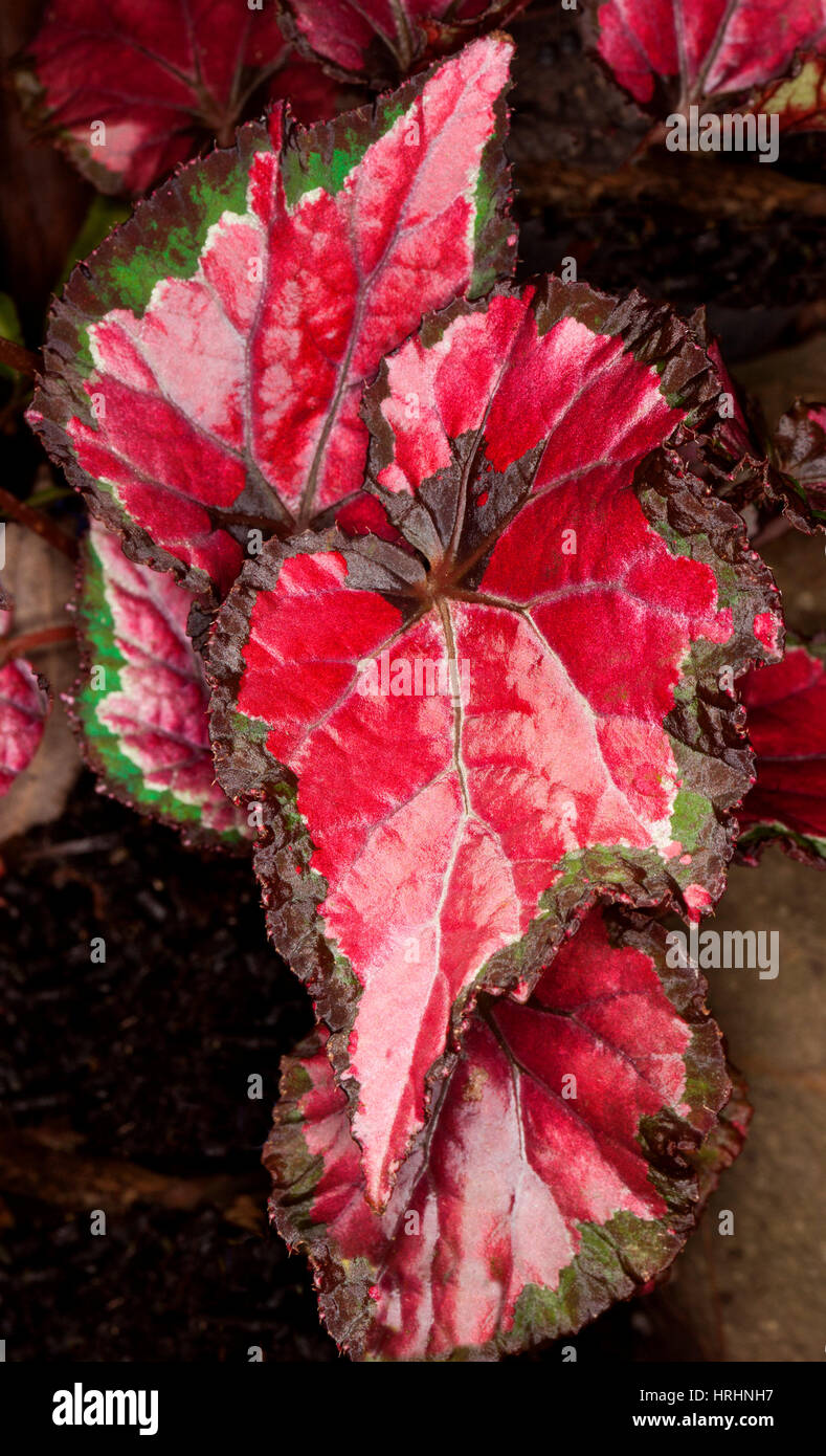 Vivid red decorative leaves, hemmed with dark green / brown, of colourful foliage plant Begonia rex cultivar 'Inca Night' Stock Photo