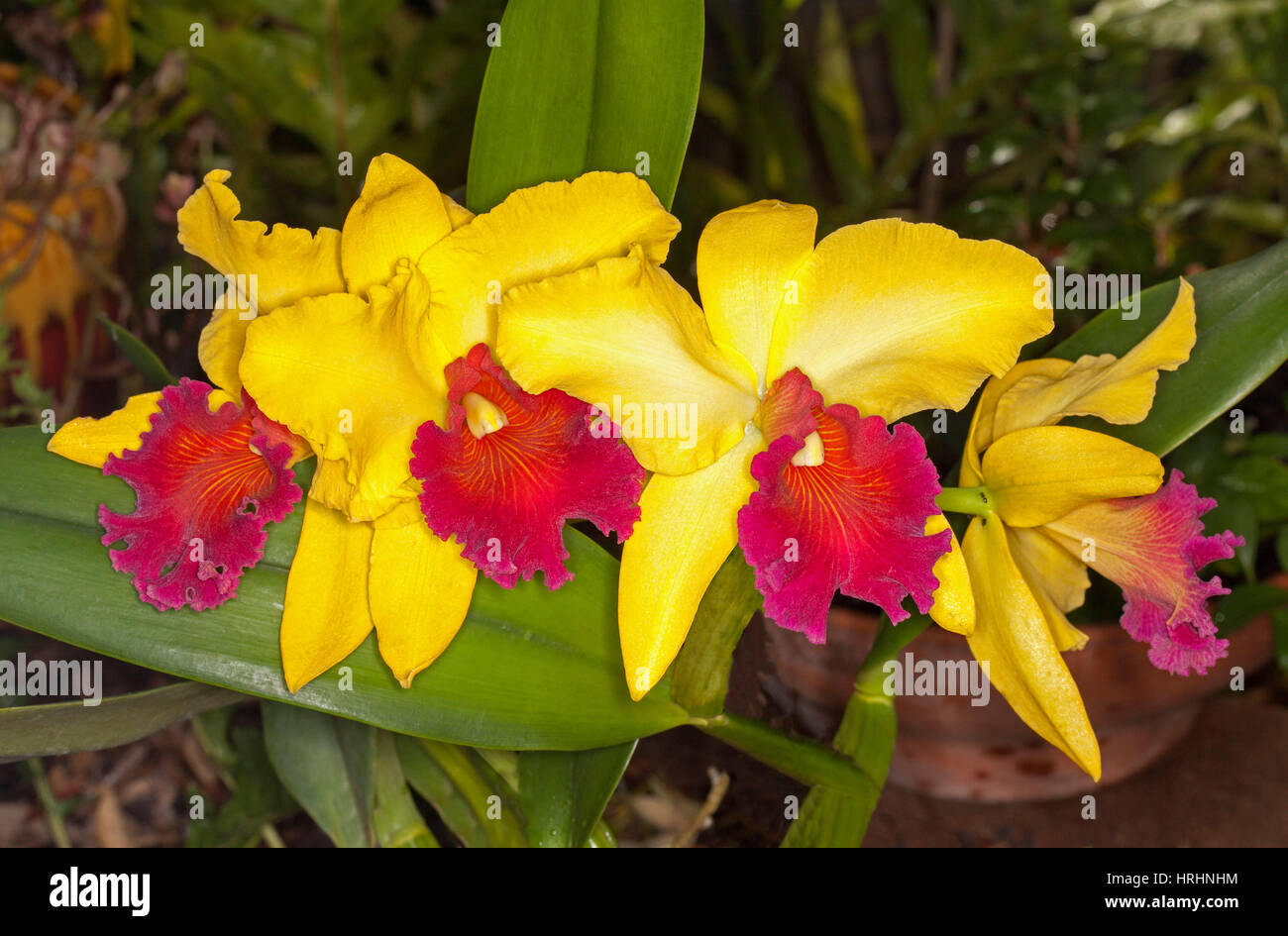 Red and yellow orchid flowers - Rhynchosophrocattleya Alma Kee Tip malee Stock Photo