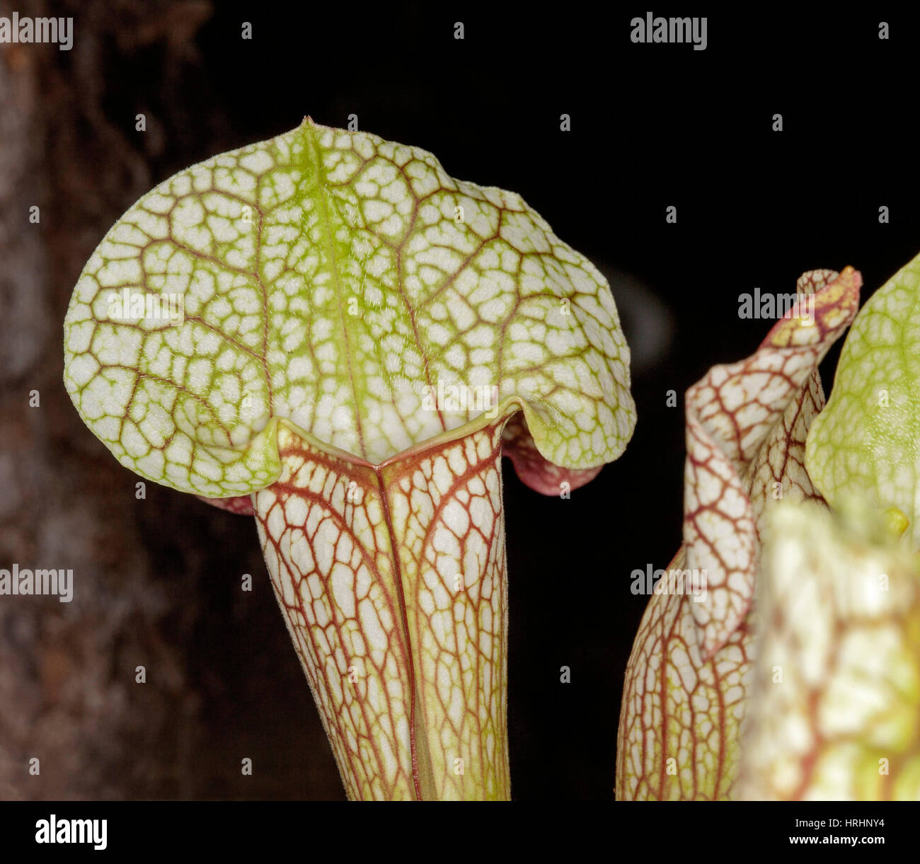 Sarracenia leucophylla, insect-eating trumpet pitcher plant with attractive white pitchers with decorative red veins on dark background Stock Photo