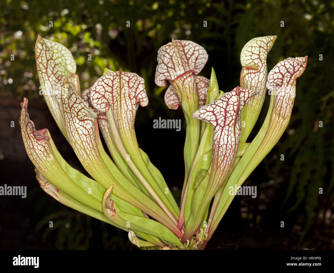 Sarracenia leucophylla, insect-eating trumpet pitcher plant with attractive white pitchers with decorative red veins on dark background Stock Photo