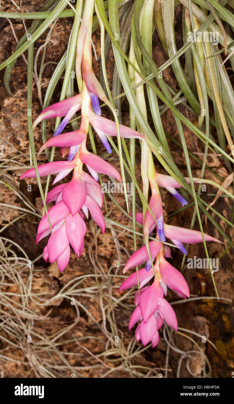 Beautiful bright bracts & mauve pink flowers of Tillandsia, a South American plant growing in fork of tree in sub-tropical garden in Australia Stock Photo