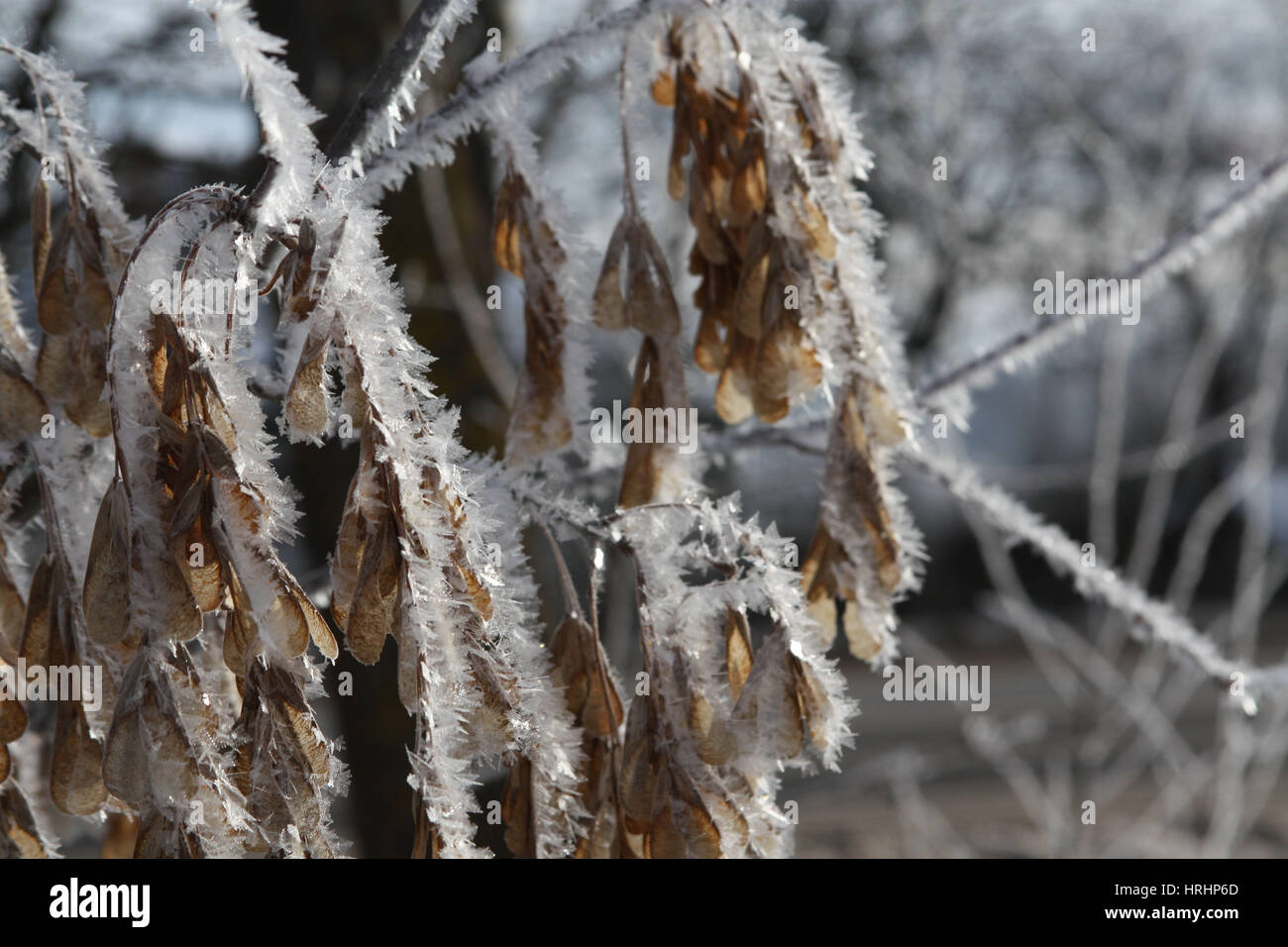 The branch of ash tree with seeds under the snow cover Stock Photo - Alamy