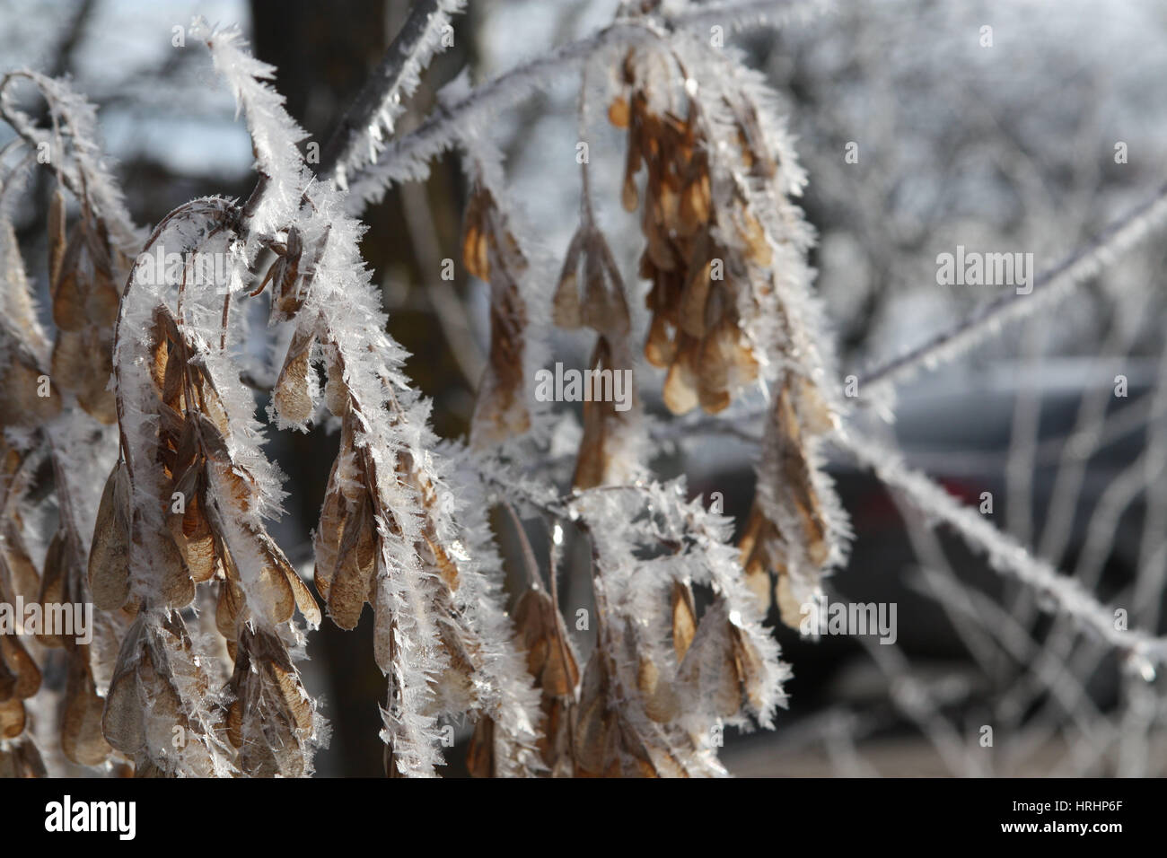 The branch of ash tree with seeds under the snow cover Stock Photo Alamy