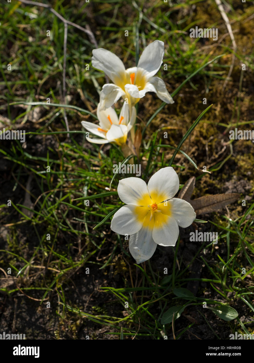 Crocus white in the grass. Stock Photo