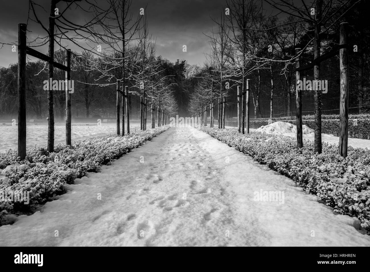 Footsteps in the snow between a row of young trees (black & white) Stock Photo