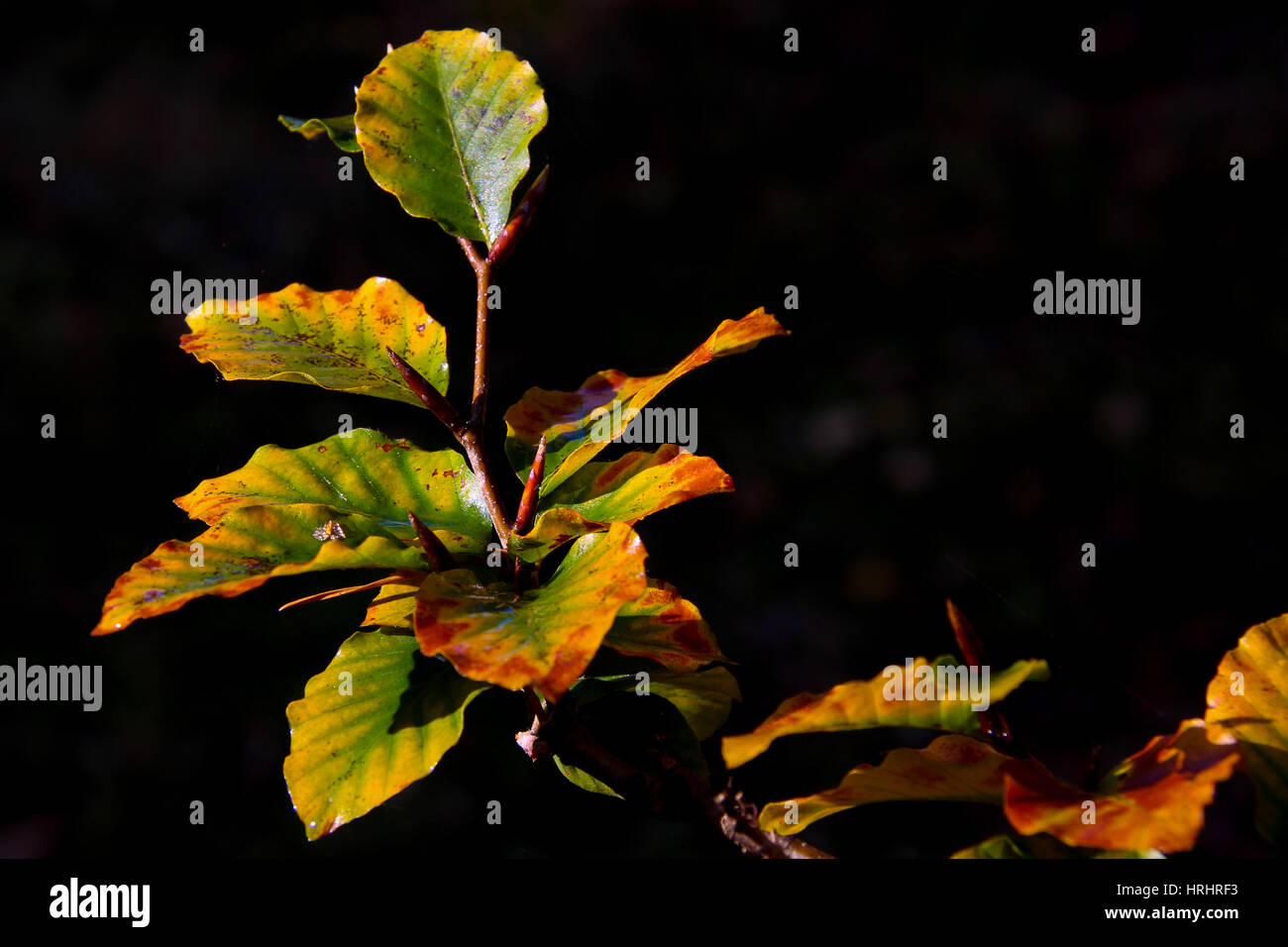 Close-up of fall-colored leaves with a black background Stock Photo