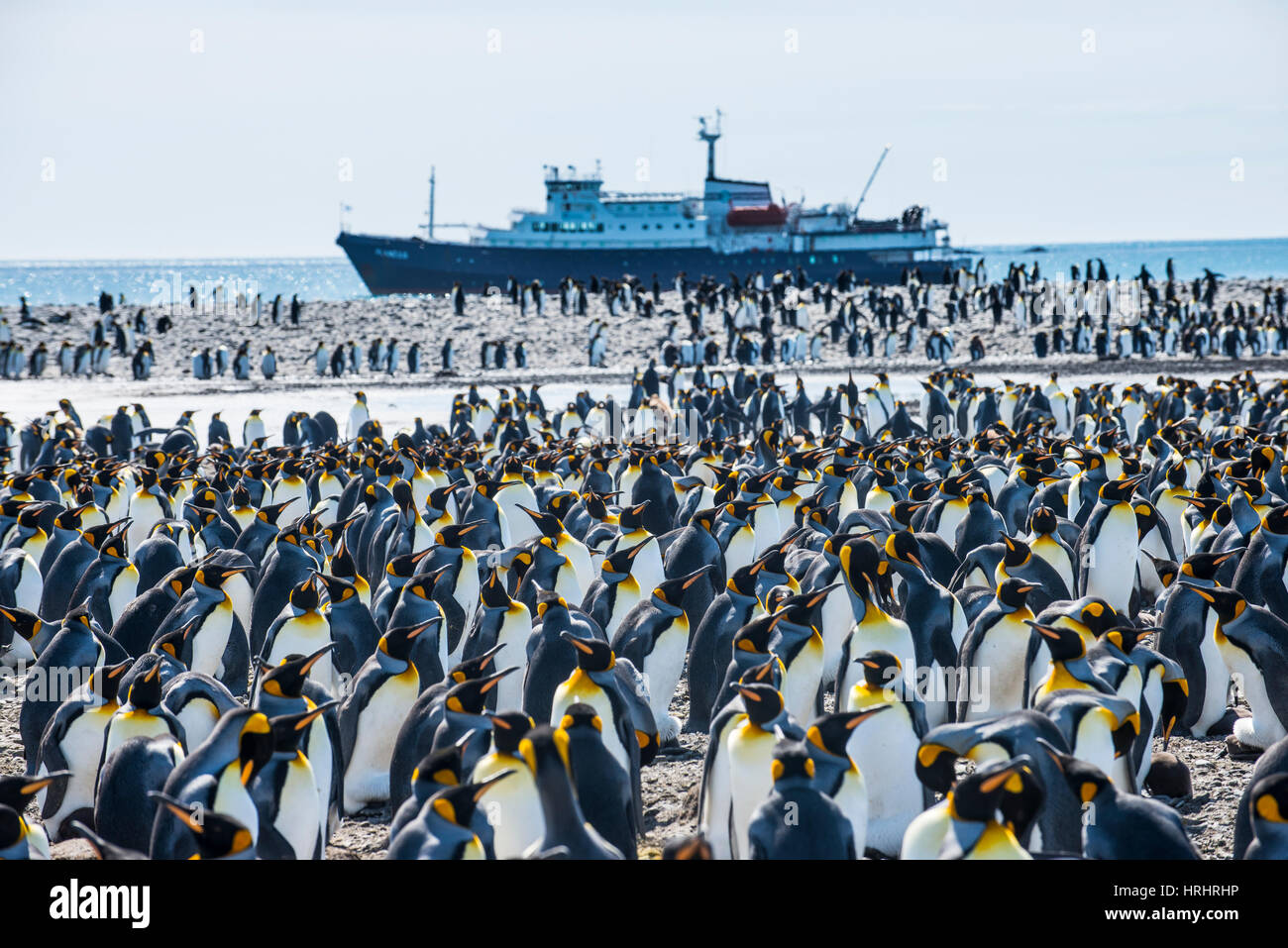 Giant king penguin (Aptenodytes patagonicus) colony and a cruise ship, Salisbury Plain, South Georgia, Antarctica, Polar Regions Stock Photo