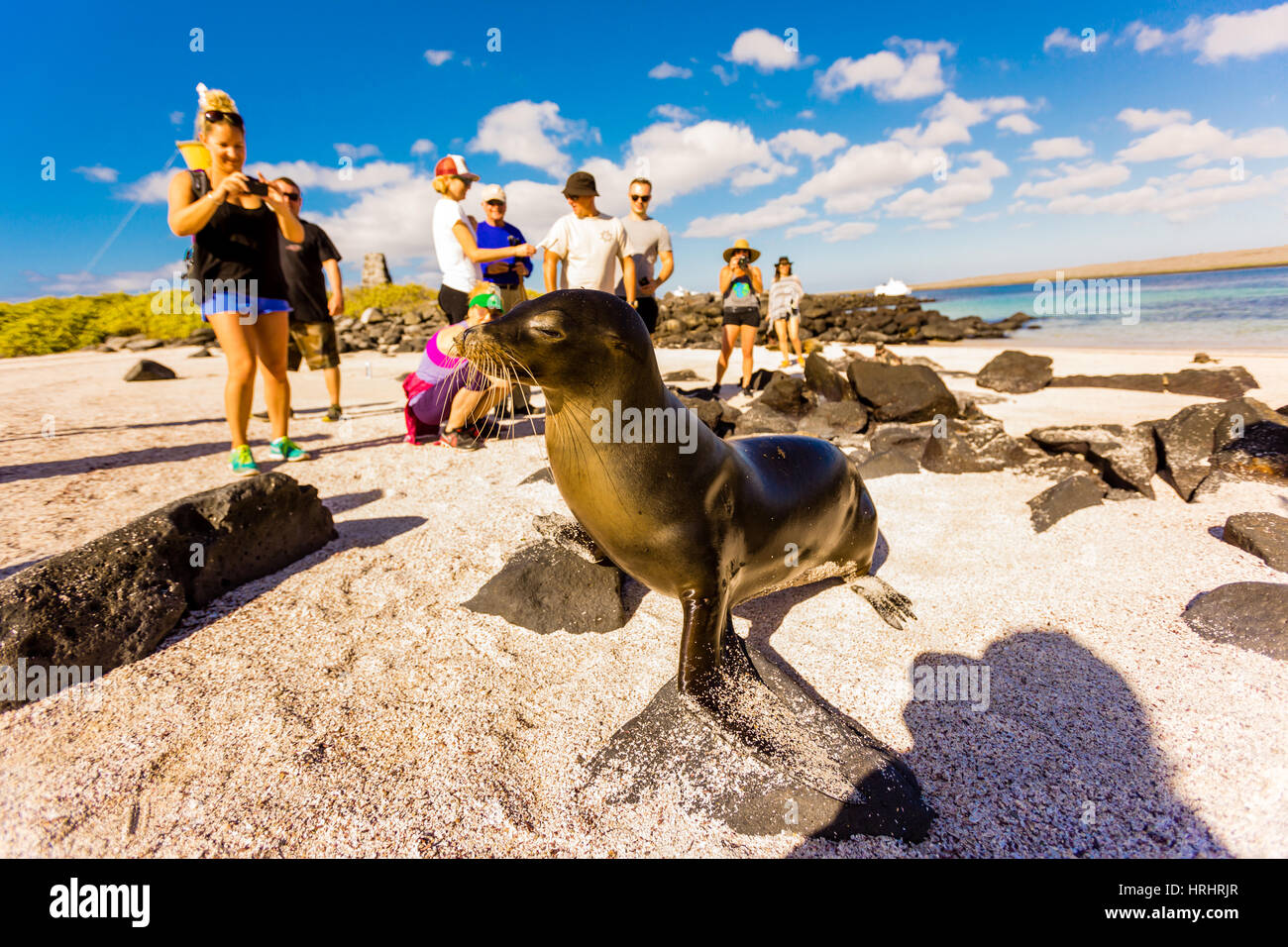 Sea lions on Floreana Island, Galapagos Islands, Ecuador Stock Photo
