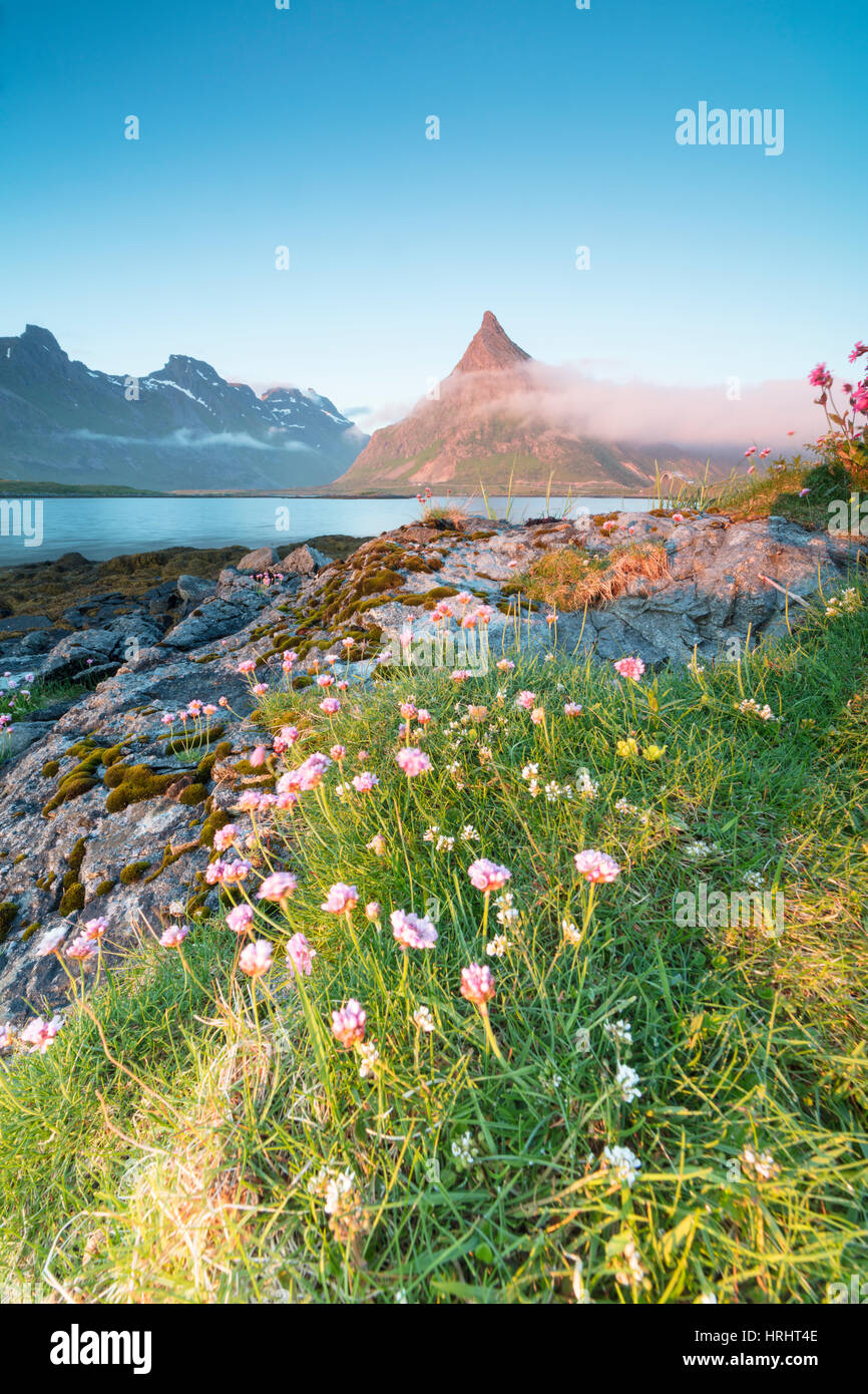 The midnight sun lights up flowers and the rocky peak of Volanstinden surrounded by sea, Fredvang, Lofoten Islands, Norway Stock Photo
