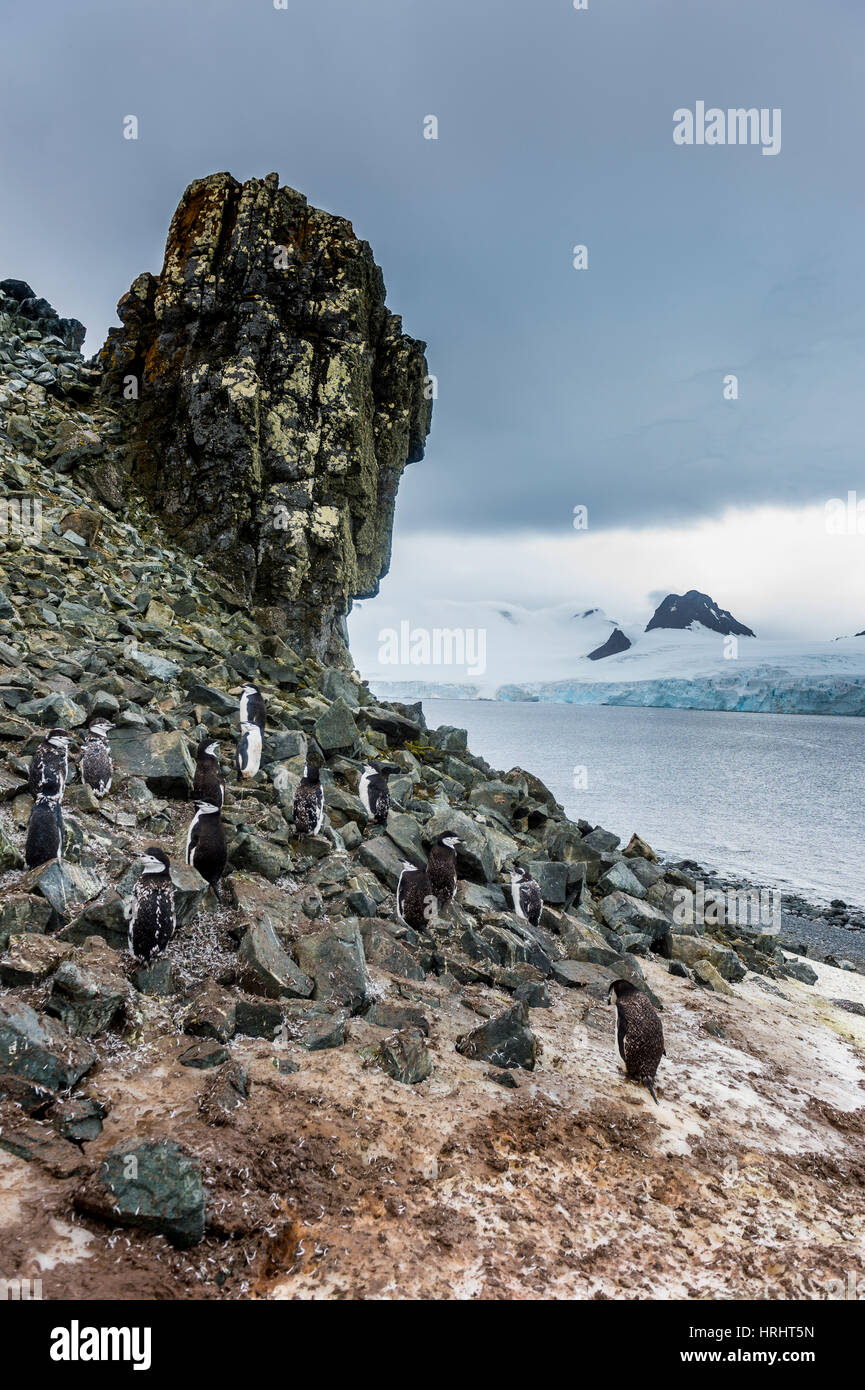 Penguins below dramatic rock formations, Half Moon Bay, South Sheltand islands, Antarctica Stock Photo
