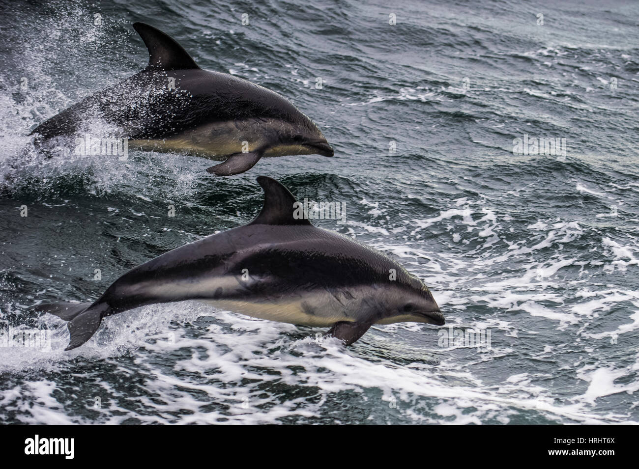 Dusky dolphin (Lagenorhynchus obscurus) jumping, Beagle Channel, Tierra del Fuego, Argentina Stock Photo