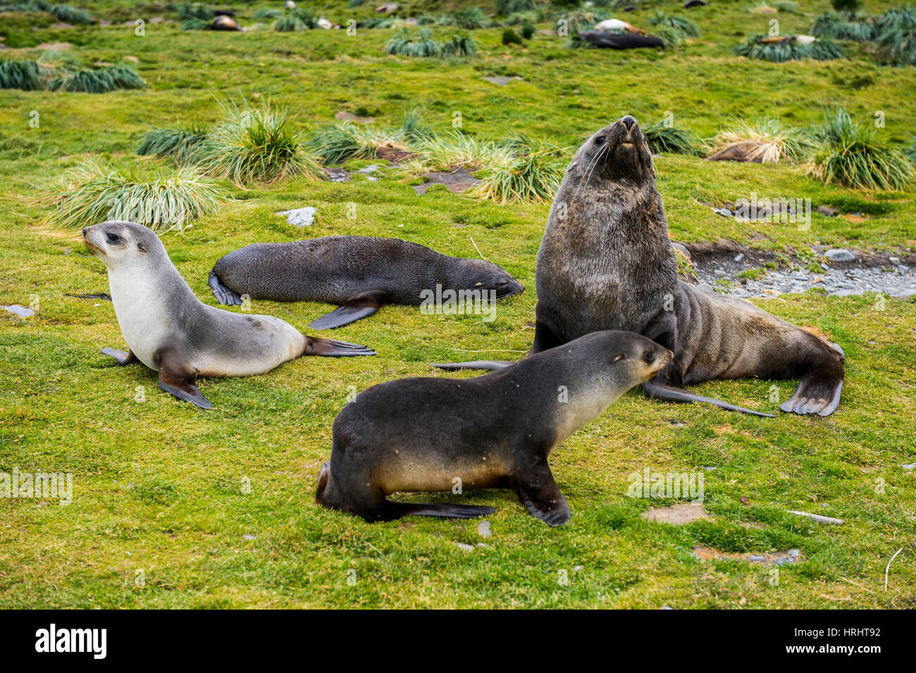 Antarctic fur seals (Arctocephalus gazella), Grytviken, South Georgia, Antarctica Stock Photo