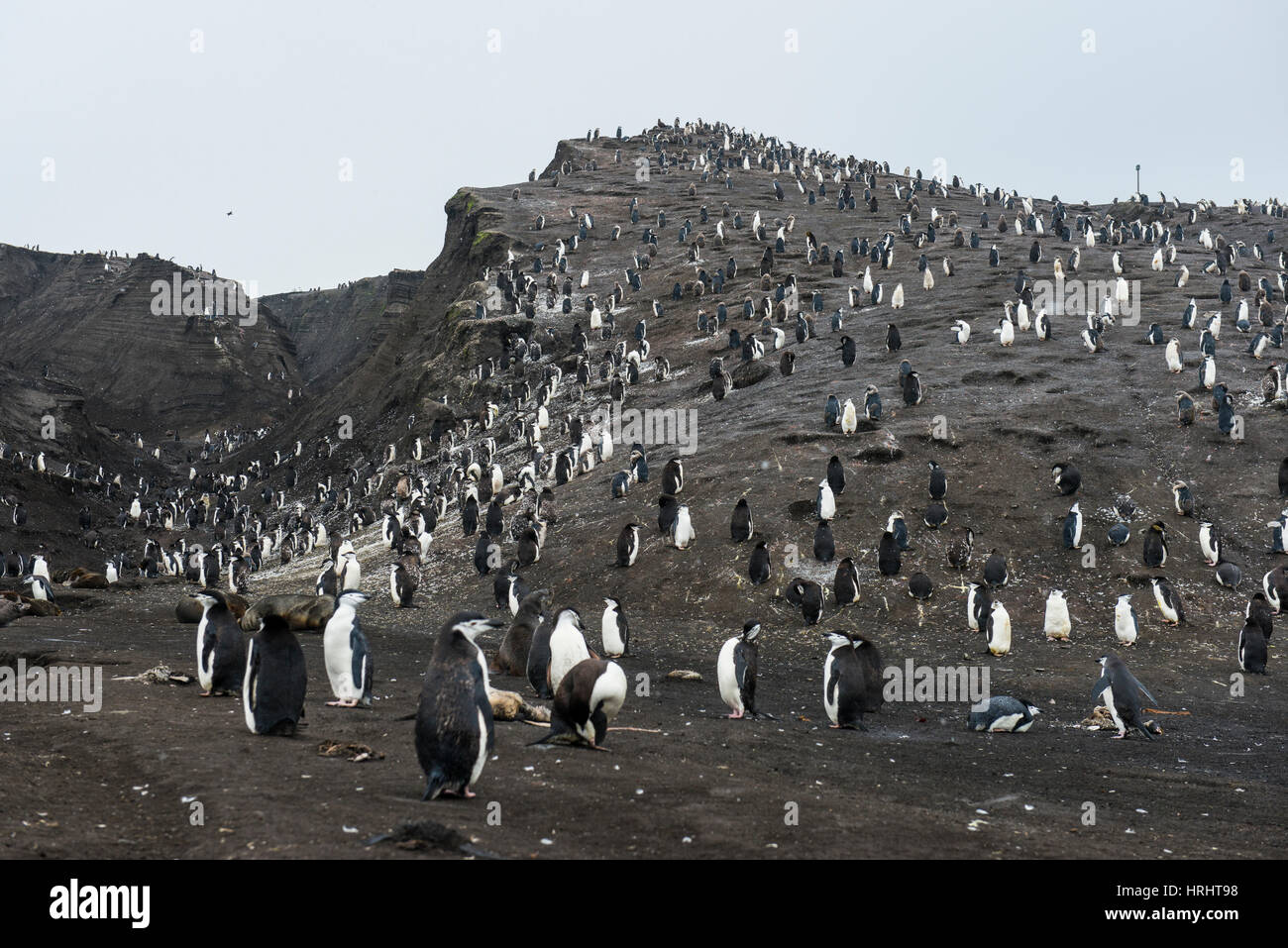 Penguins, Saunders Island, South Sandwich Islands, Antarctica, Polar Regions Stock Photo