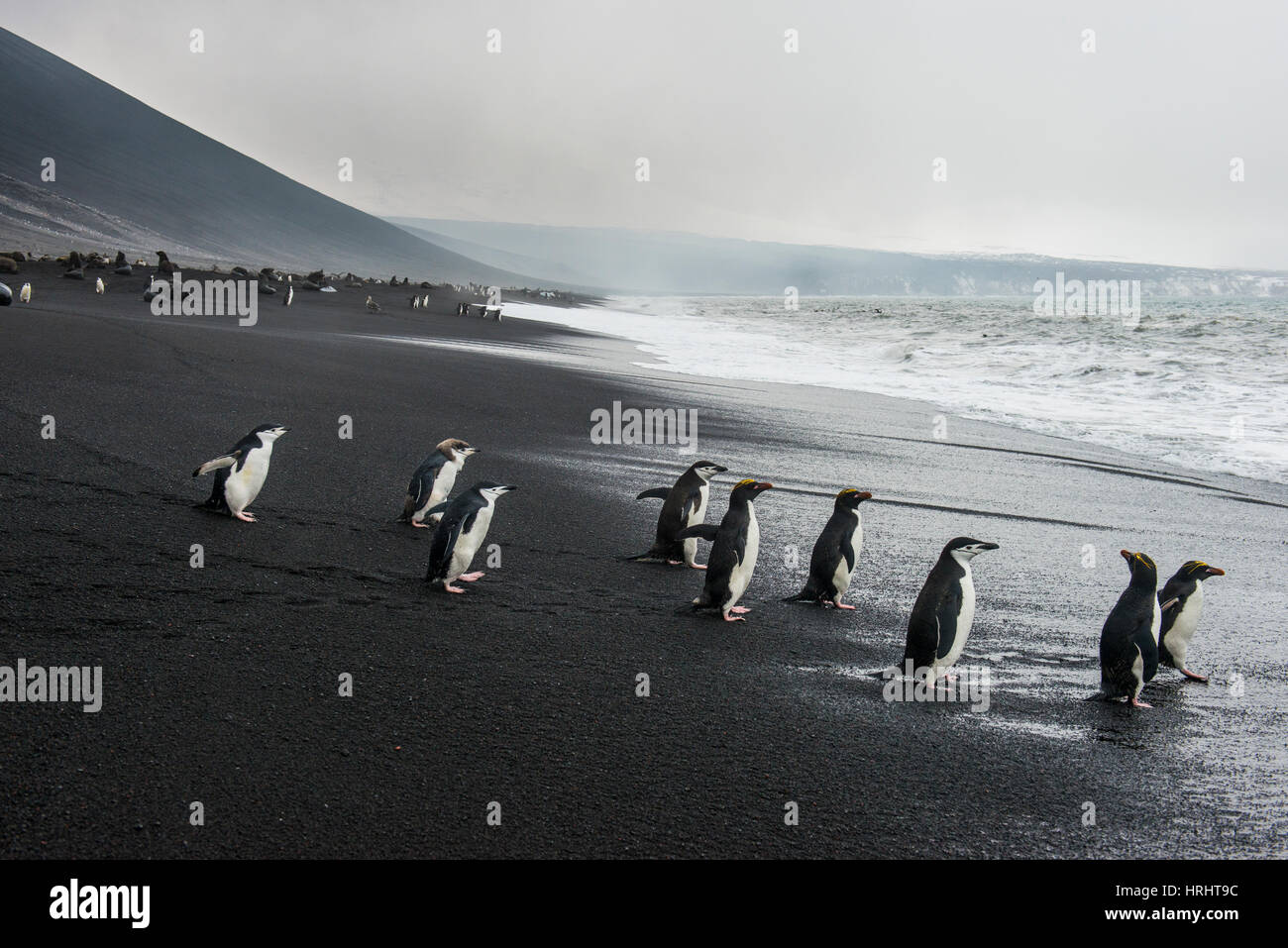 Chinstrap penguin group (Pygoscelis antarctica), Saunders island, South Sandwich Islands, Antarctica, Polar Regions Stock Photo