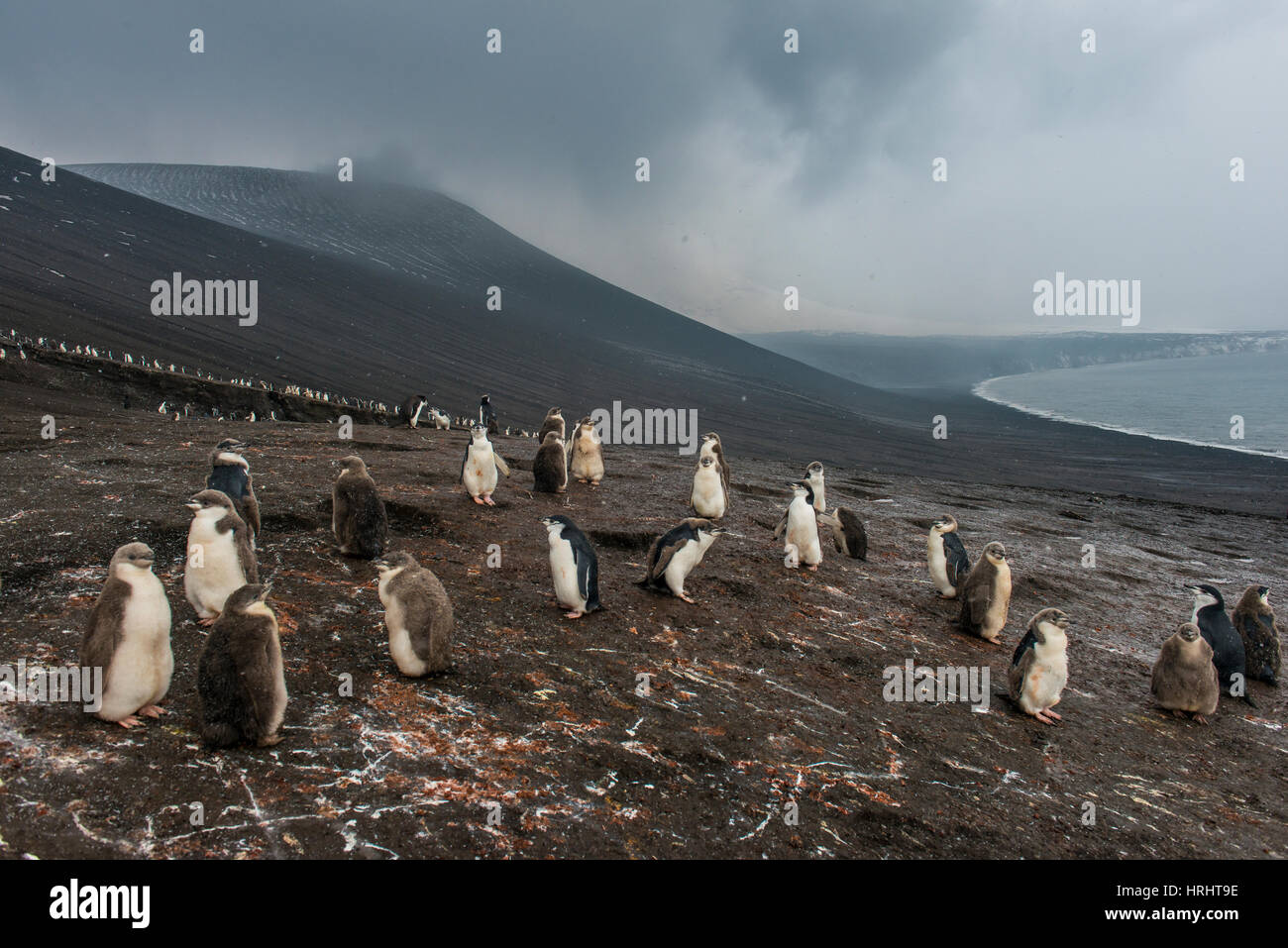 Chinstrap penguin group hires stock photography and images Alamy