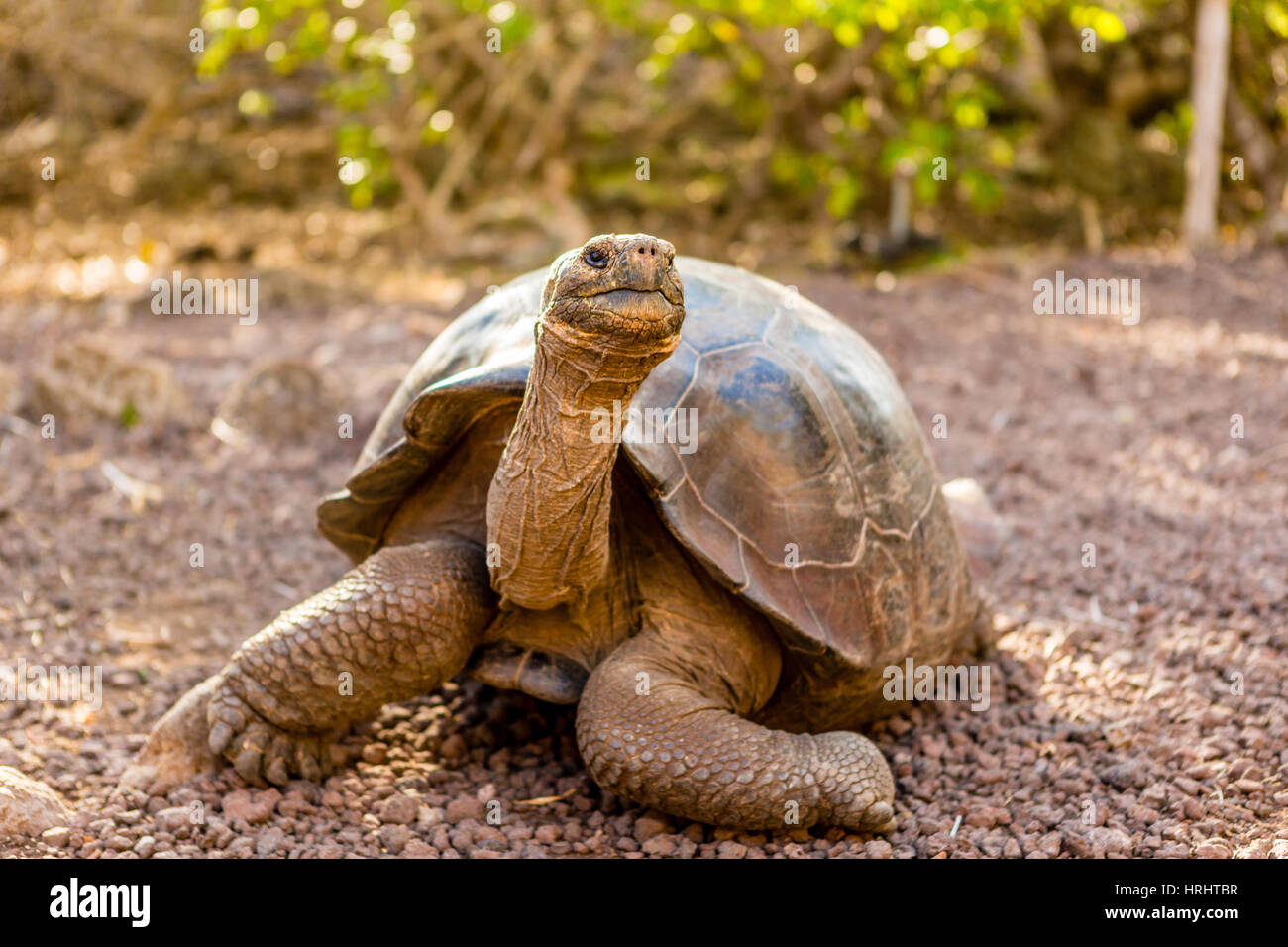 Land Tortoise on Epanola Island, Galapagos Islands, Ecuador Stock Photo