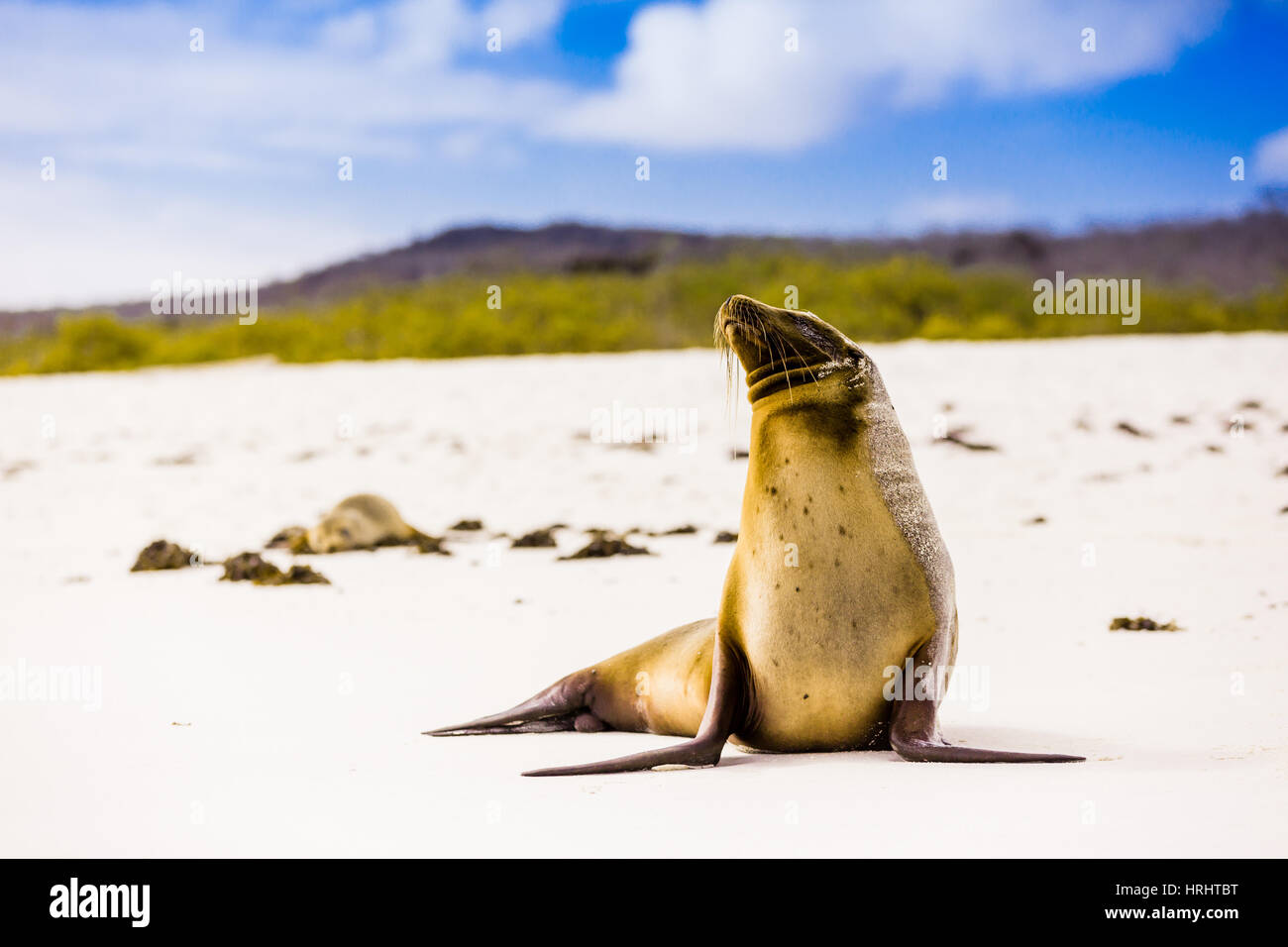 Sea lions on Floreana Island, Galapagos Islands, UNESCO, Ecuador Stock Photo