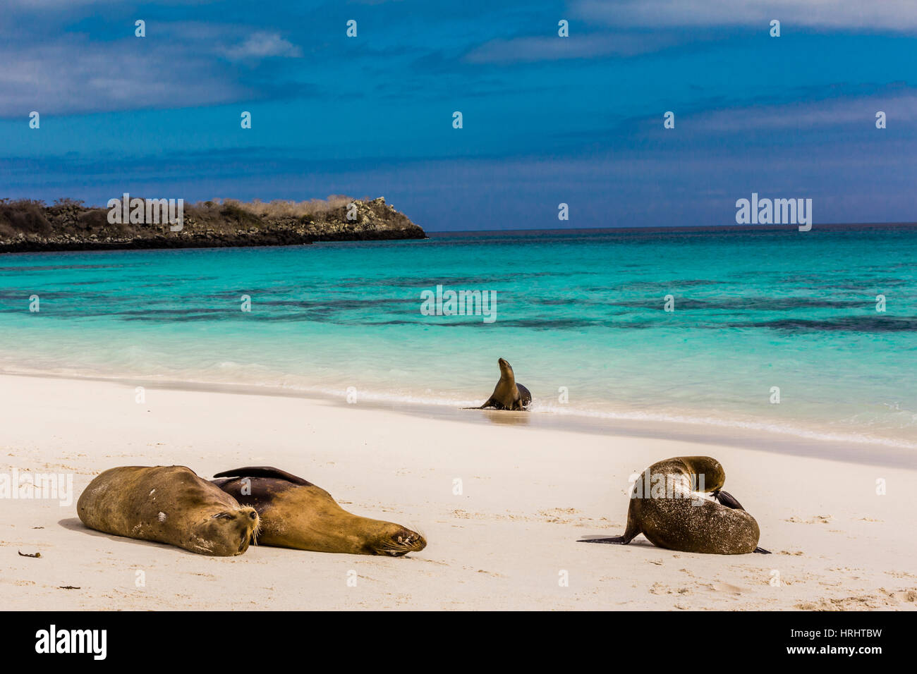 Sea lions on Floreana Island, Galapagos Islands, UNESCO, Ecuador Stock Photo