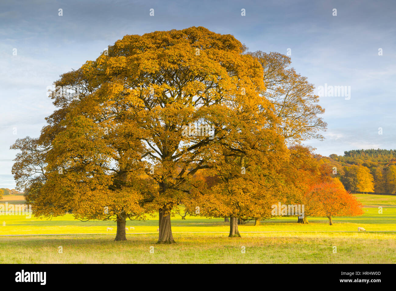Autumnal trees in Chatsworth Park, Peak District National Park, Derbyshire, England, United Kingdom Stock Photo