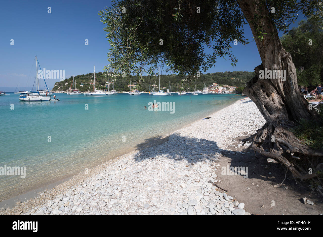 Pebble beach and bay with olive tree, Lakka, Paxos, Ionian Islands, Greek Islands, Greece Stock Photo