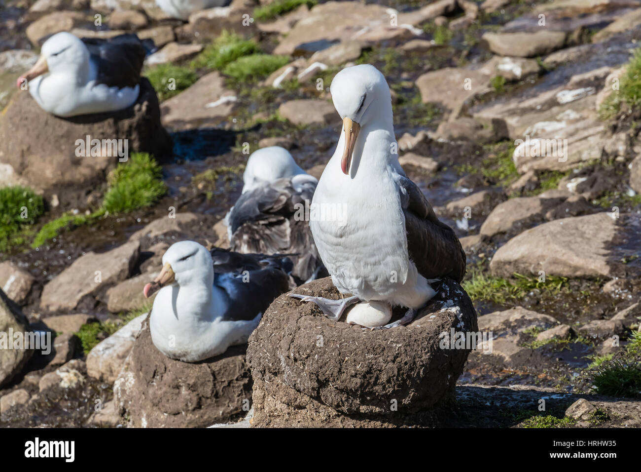 Black-browed albatross (Thalassarche melanophris) on egg in breeding colony on Saunders Island, Falkland Islands Stock Photo