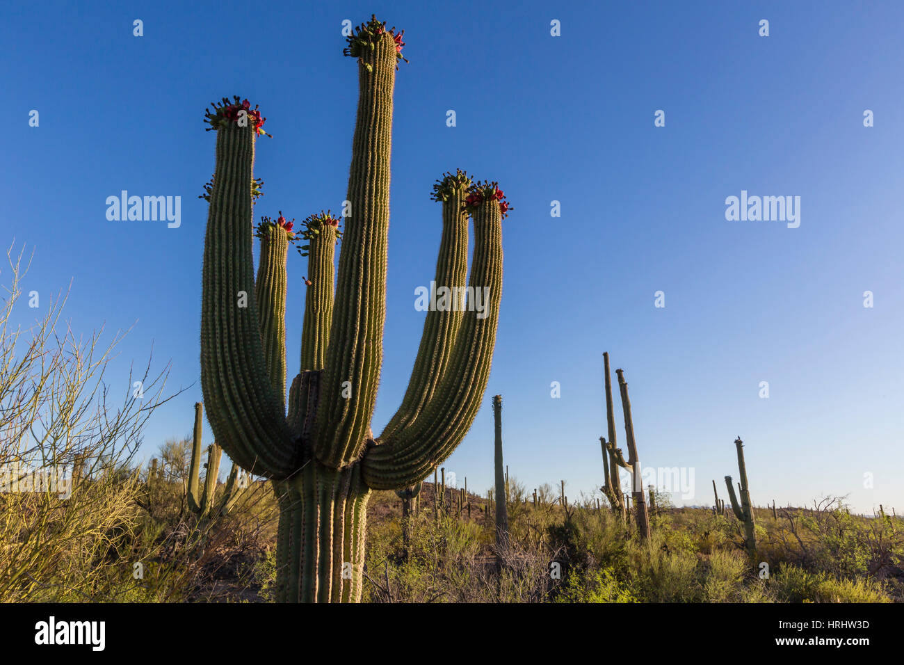 Sunrise on saguaro cactus in bloom, Sweetwater Preserve, Tucson, Arizona, United States of America, North America Stock Photo